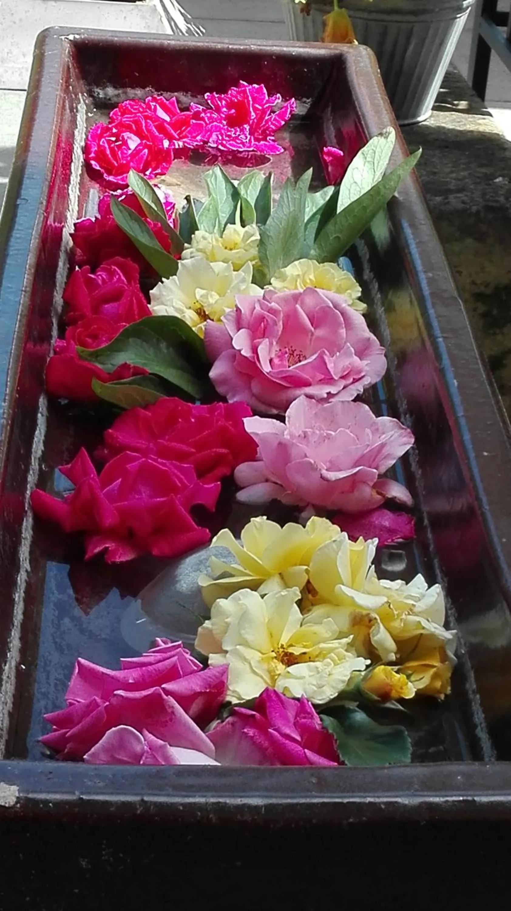 Garden in Hotel KAMPS