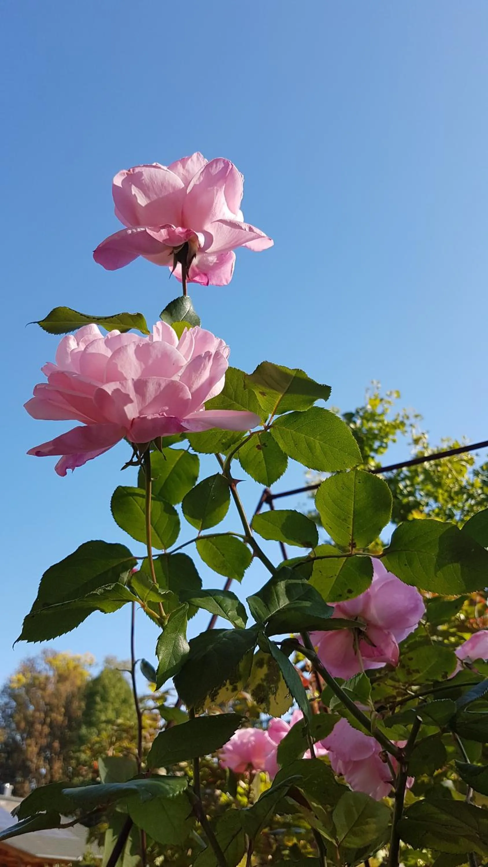 Garden in Hotel KAMPS