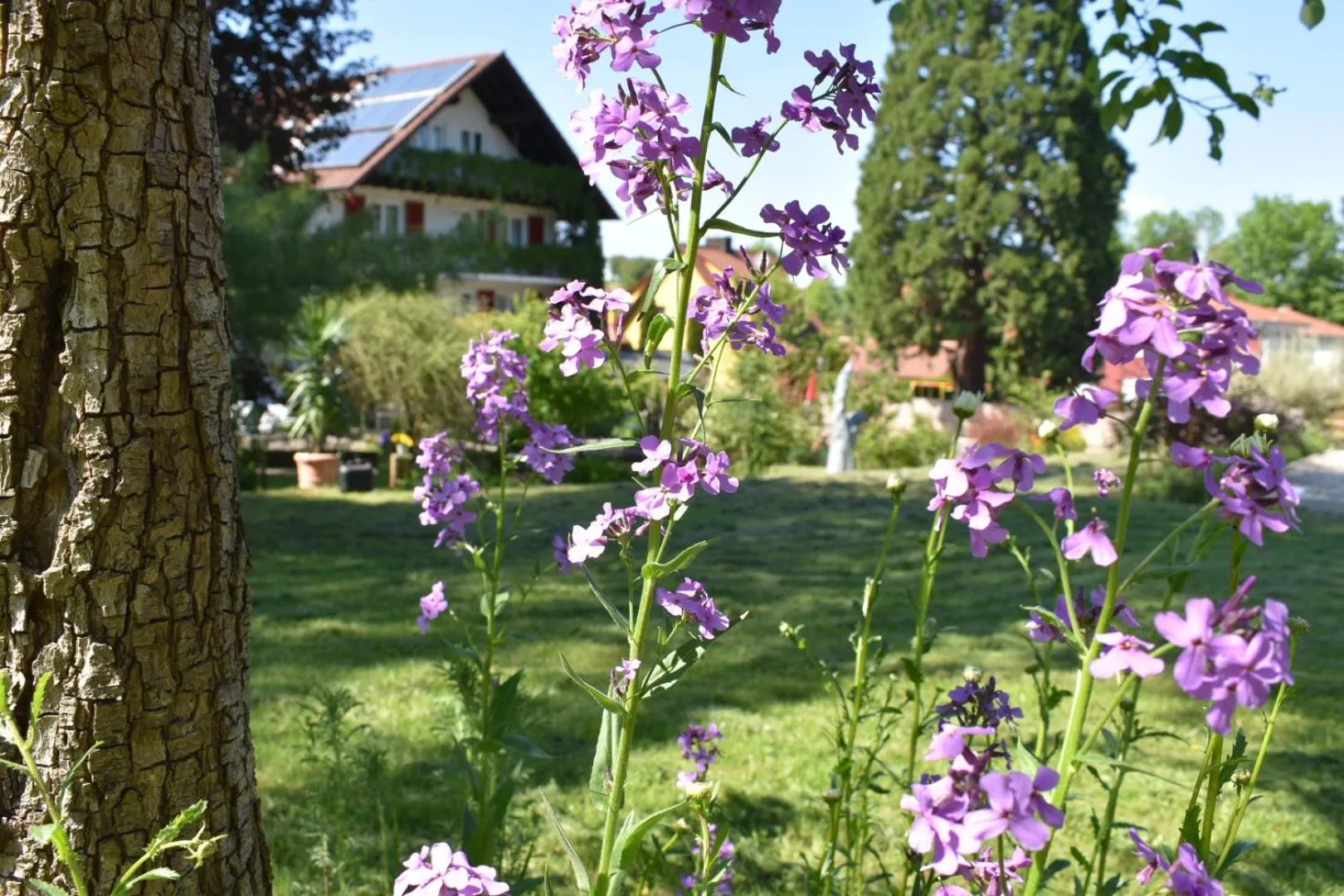 Garden in Hotel KAMPS