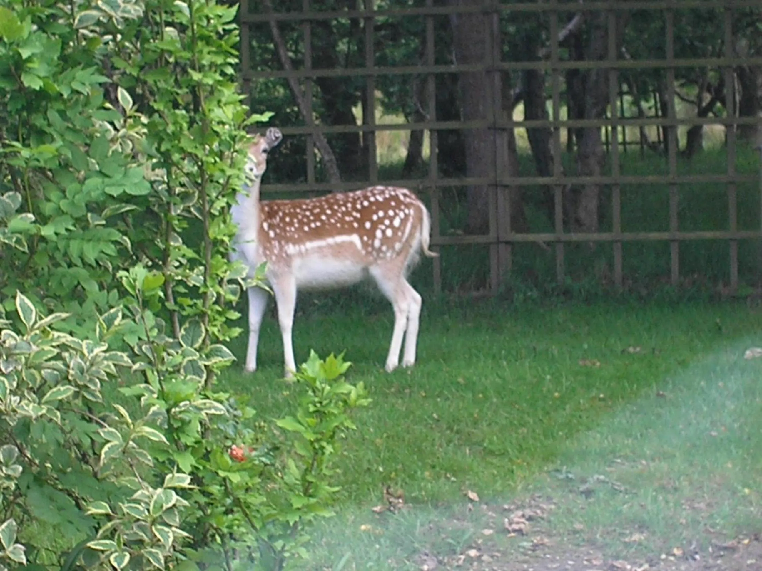 Garden view in Jonti Bed And Breakfast