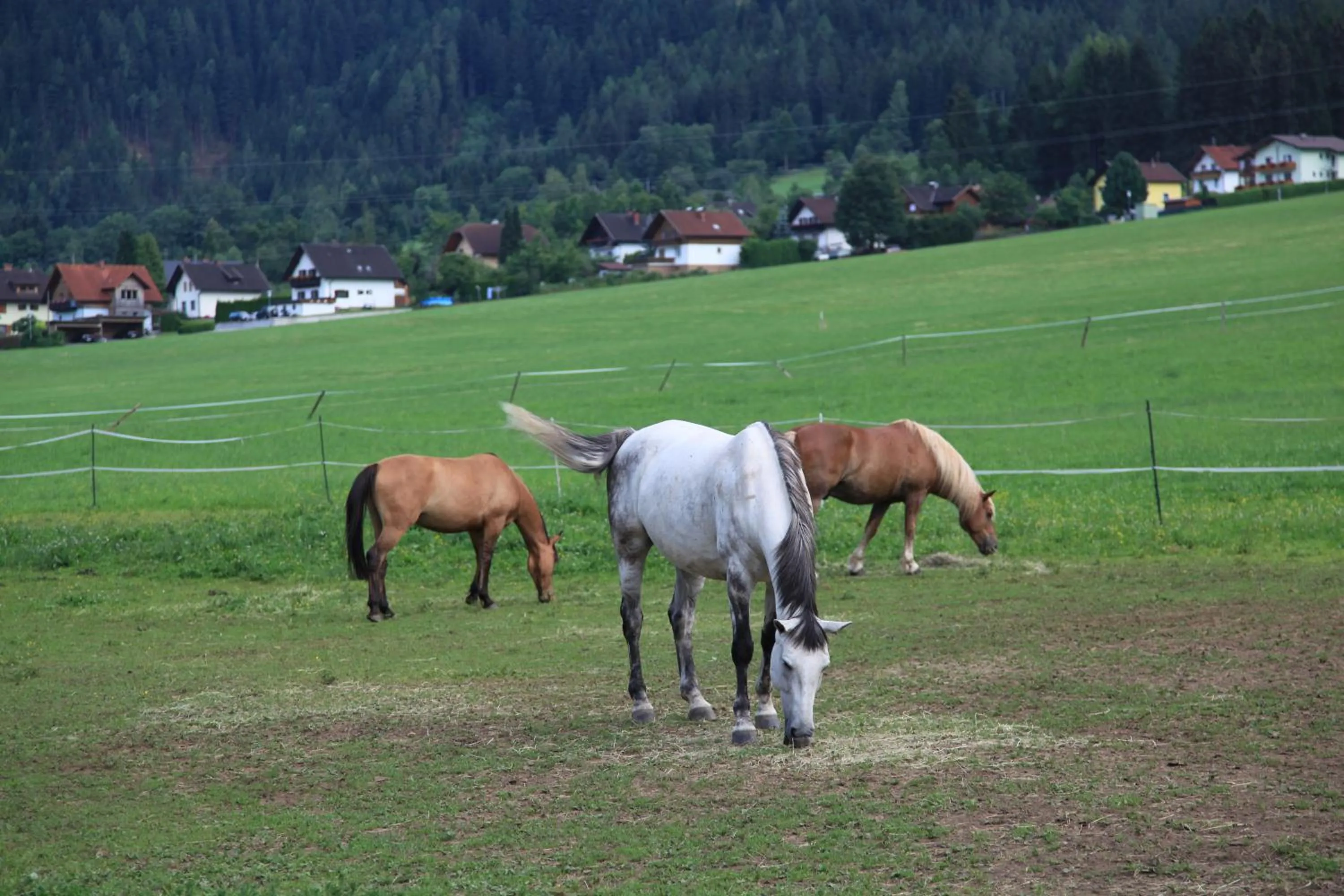 Horse-riding in Hotel Villa Huber