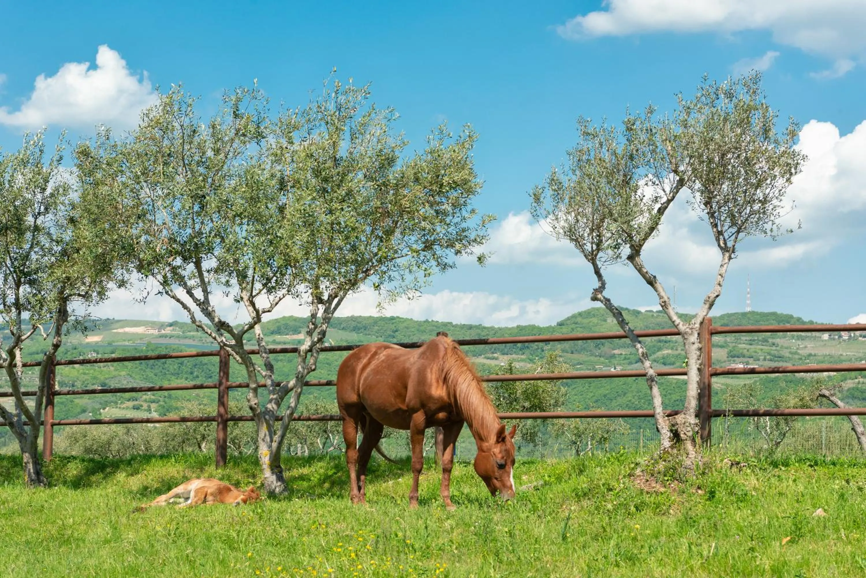 Horse-riding in Sporting Hotel San Felice