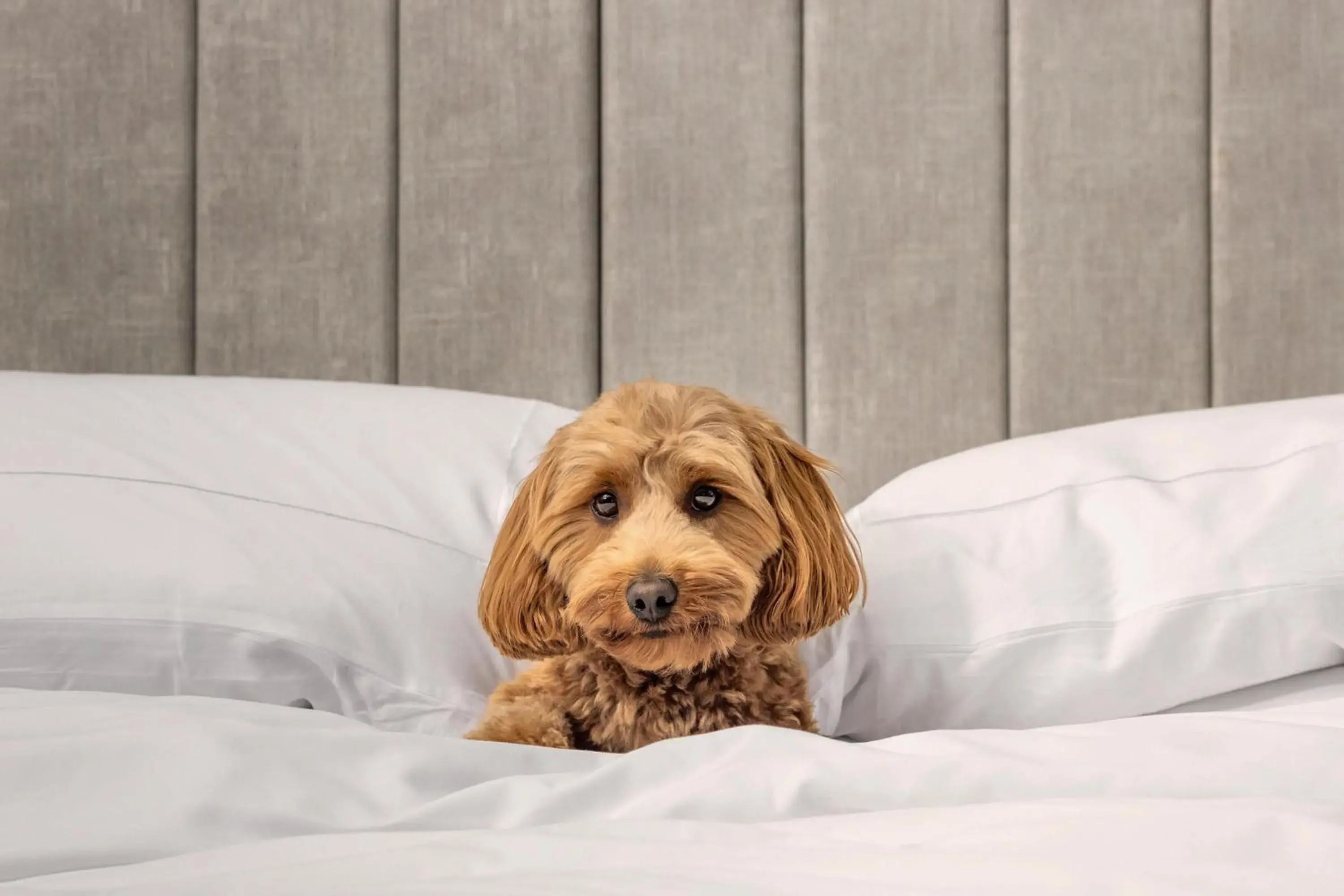 Bedroom, Bed in Hotel X Toronto, a Destination by Hyatt Hotel Bedroom, Bed in Hotel X Toronto, a Destination by Hyatt Hotel