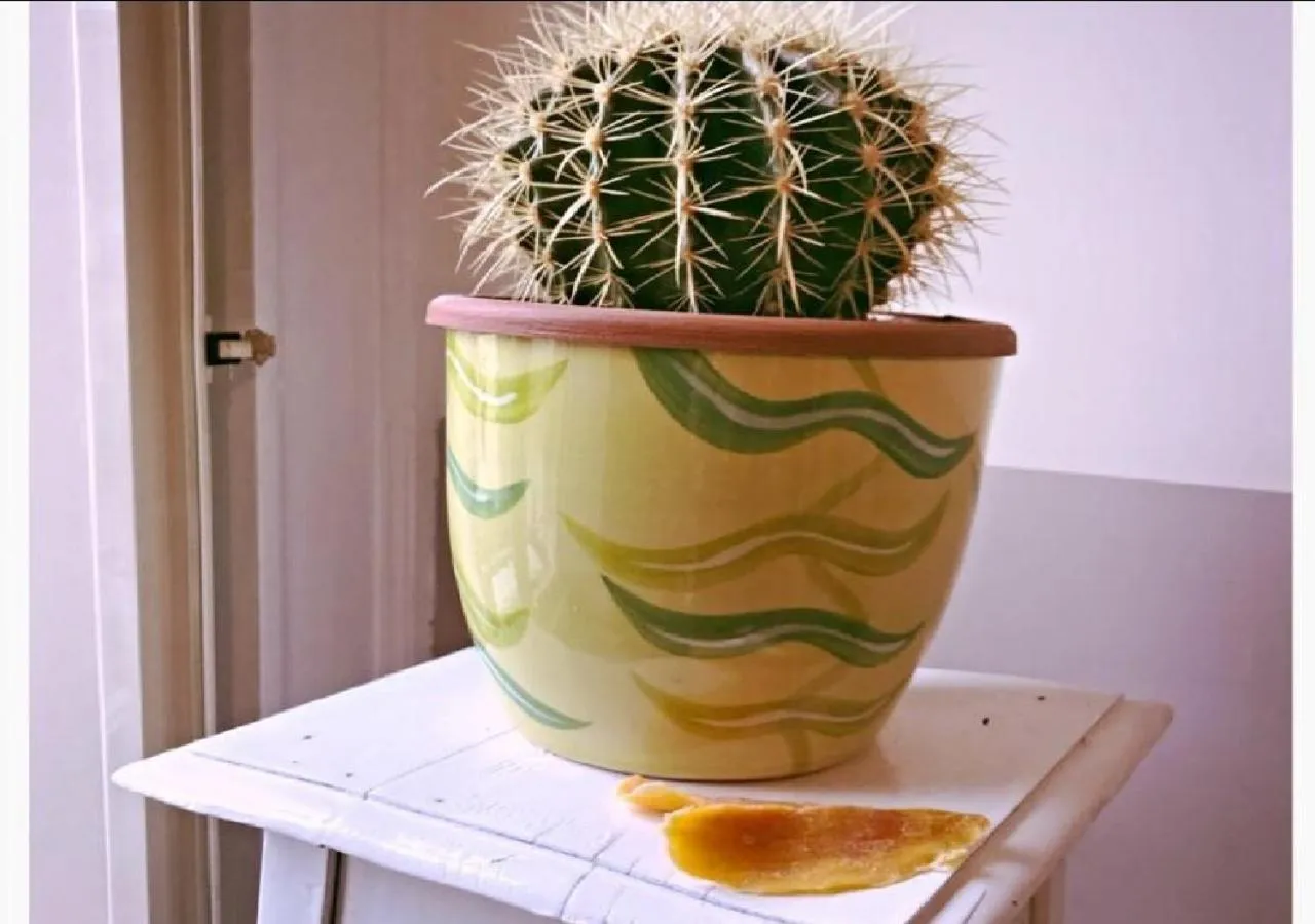 Food in CaraFe'&CaraSpe'