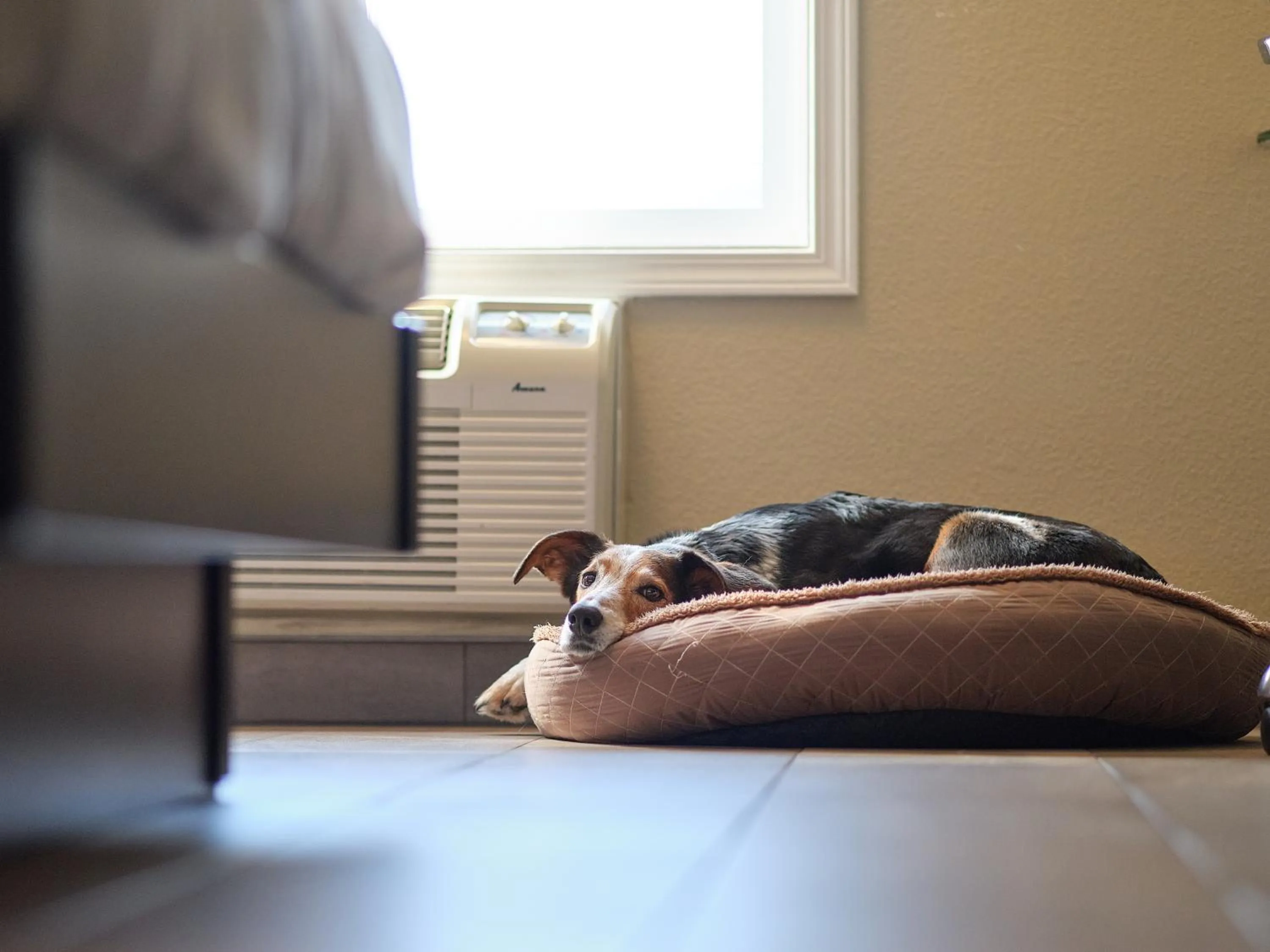 Pets, Bed in Fernie Fox Hotel