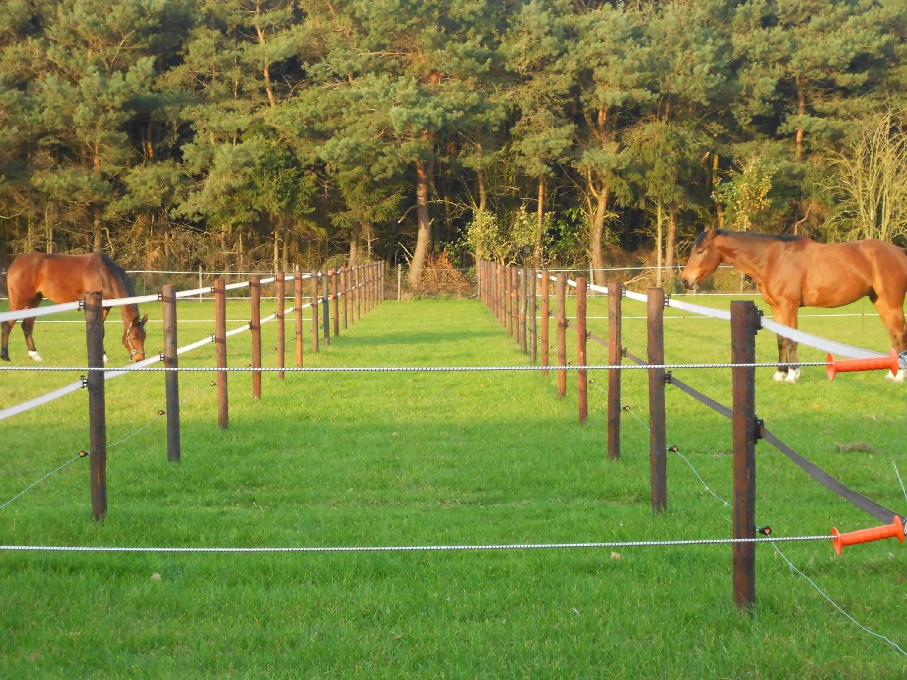 Horse-riding in B&B Tuin der Zinnen