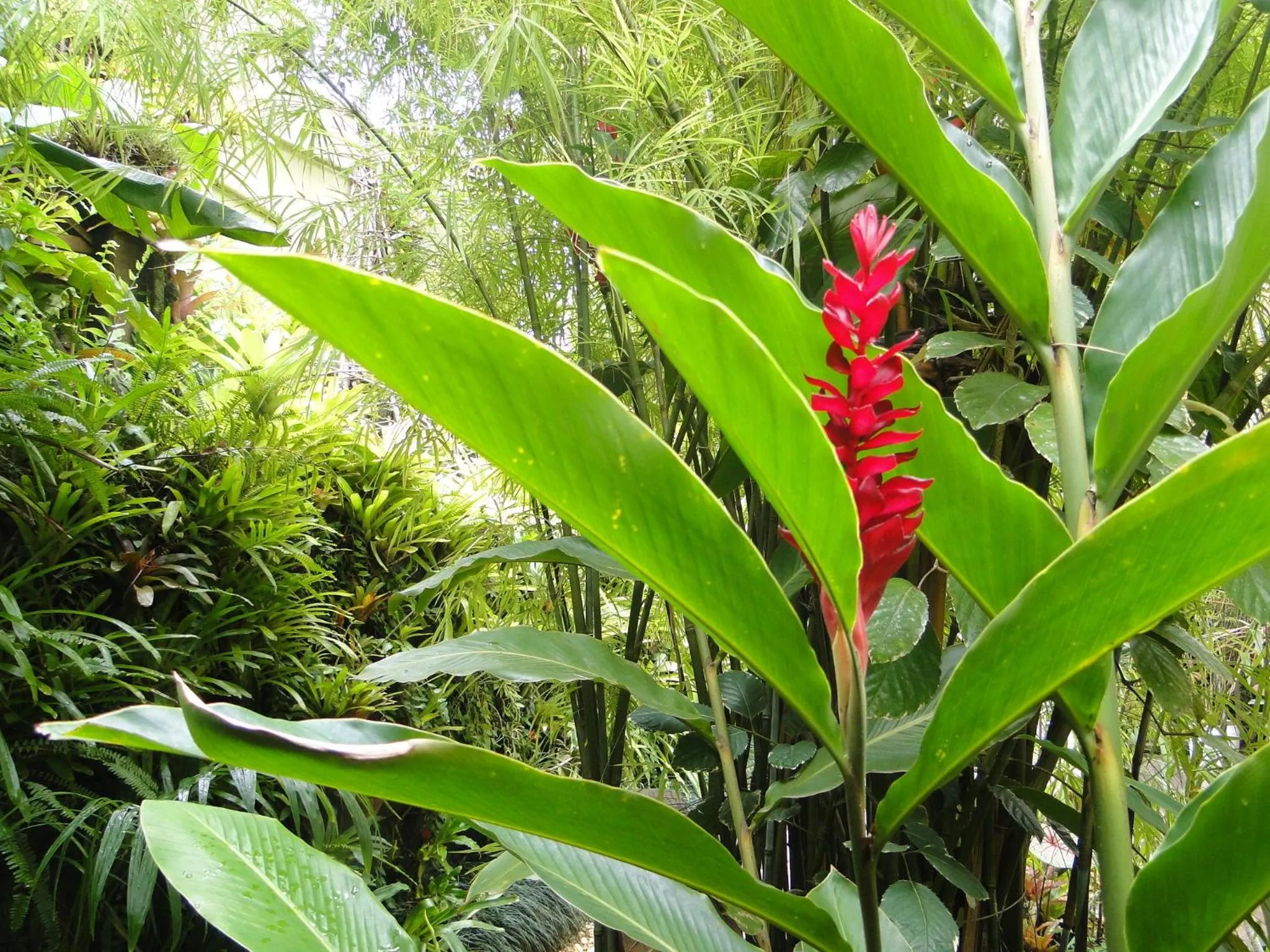 Garden in Pousada Riacho Dos Cambucas