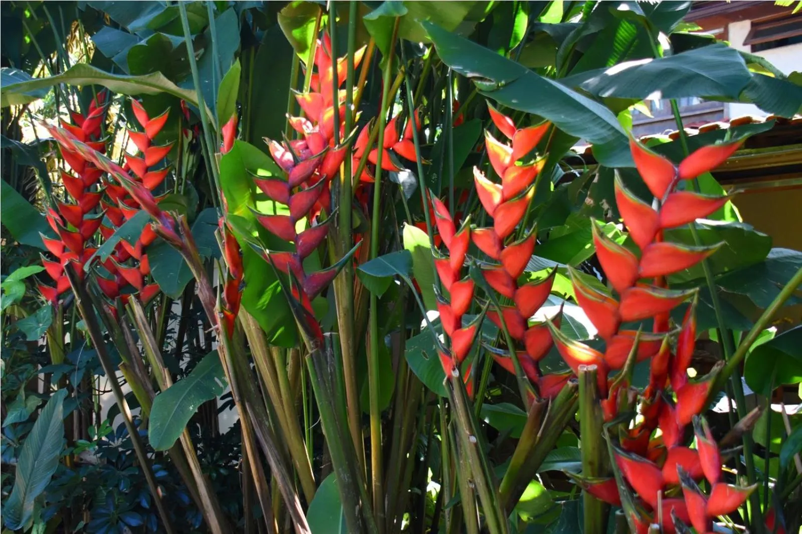 Garden in Pousada Riacho Dos Cambucas