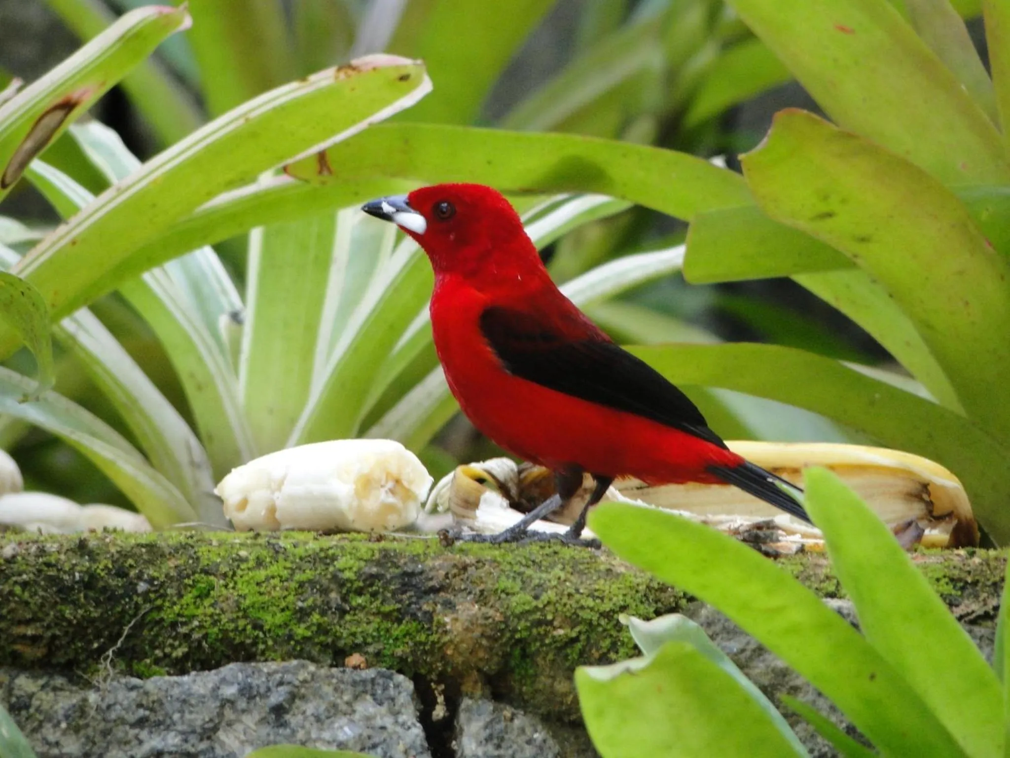 Animals in Pousada Riacho Dos Cambucas