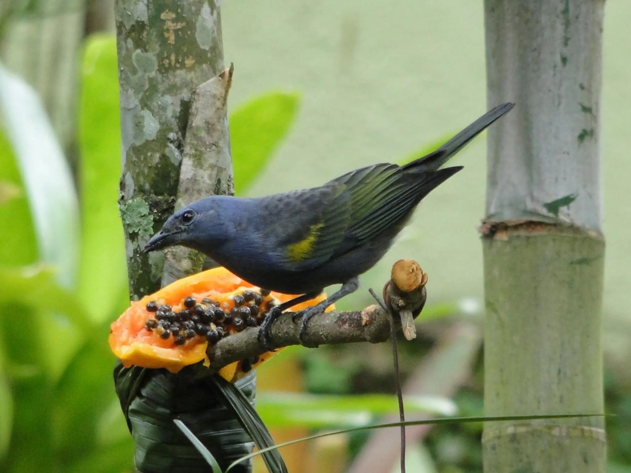 Animals in Pousada Riacho Dos Cambucas