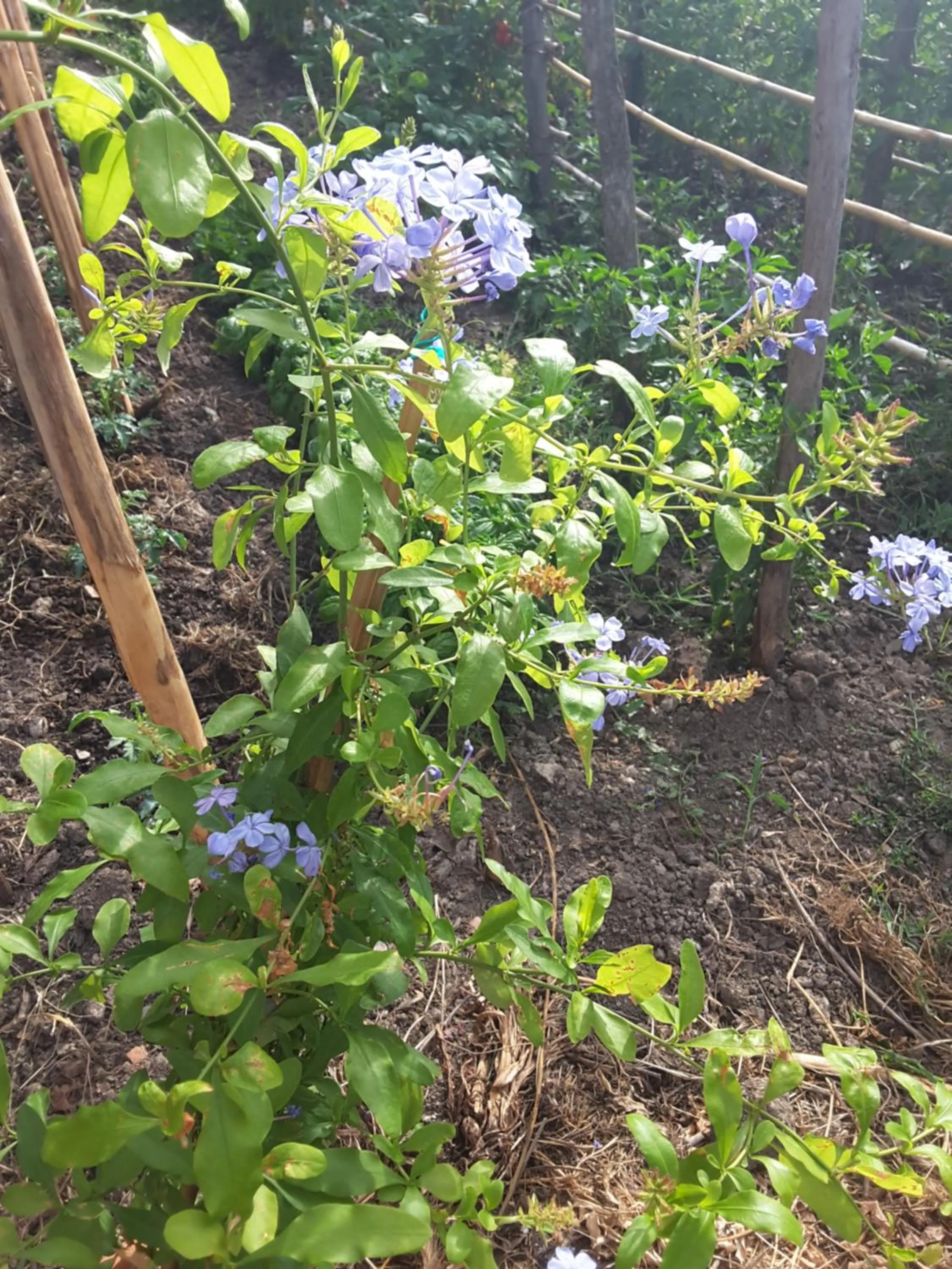 Garden view in mansarda fiorita