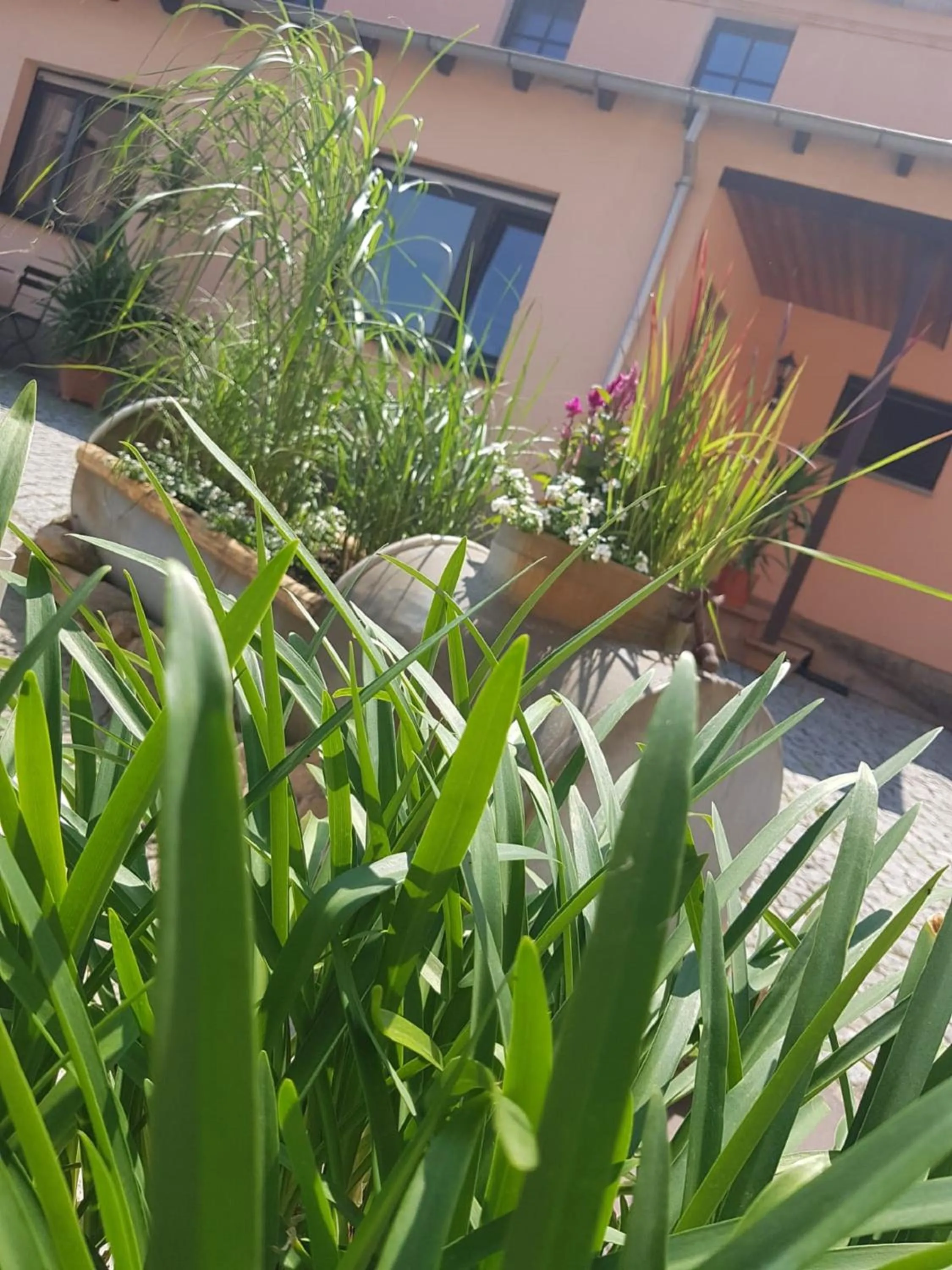 Garden view in Hotel "Pension Marlis"