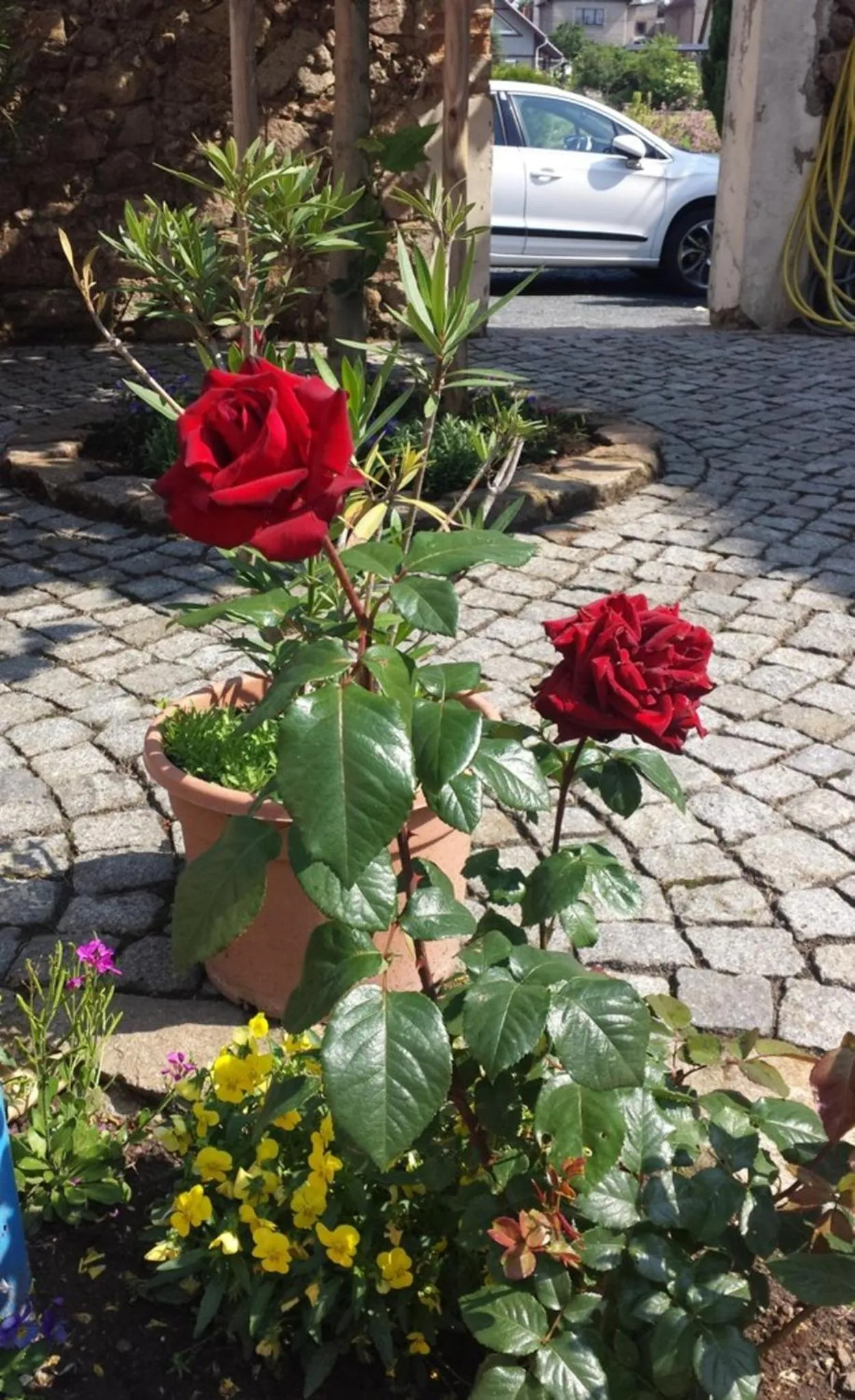 Patio in Hotel "Pension Marlis"