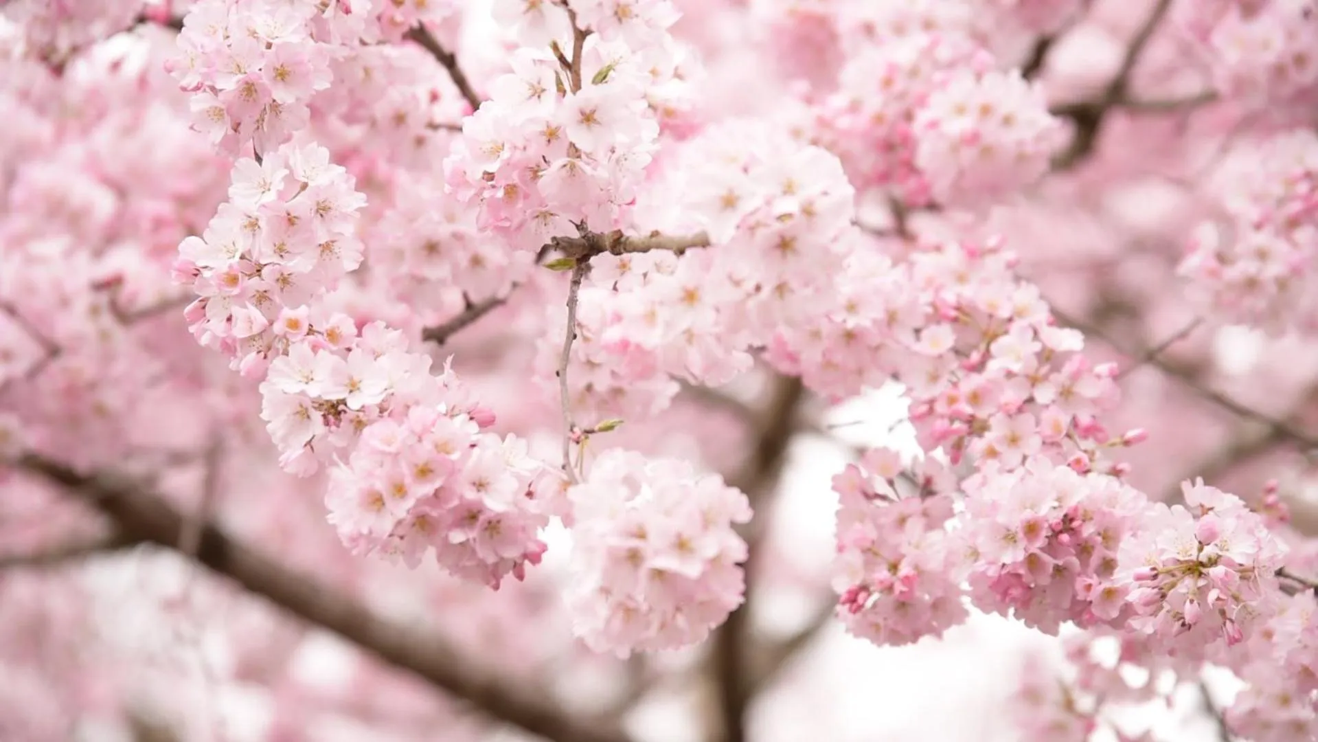 Natural landscape in Kyousen