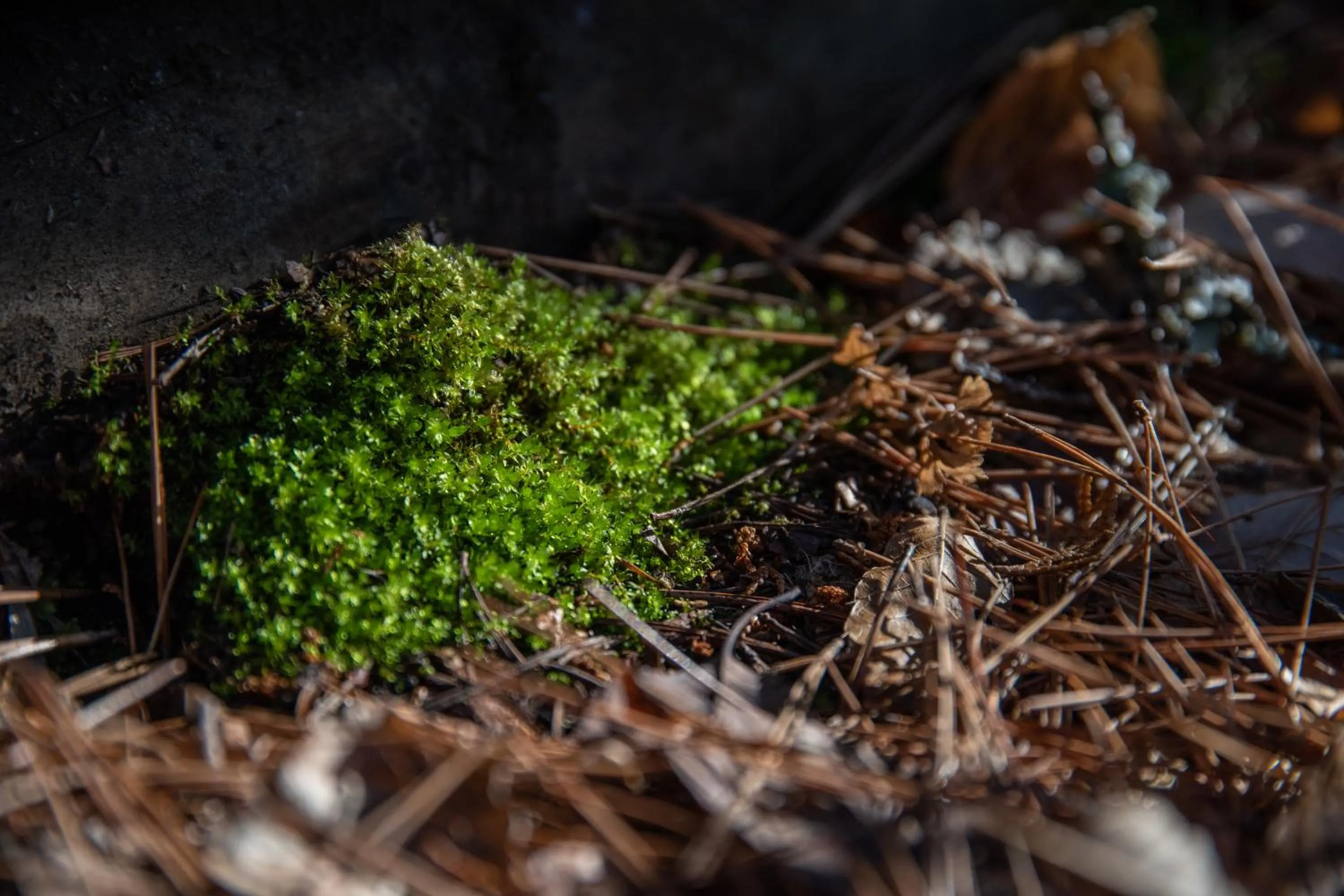 Natural landscape in Kyousen