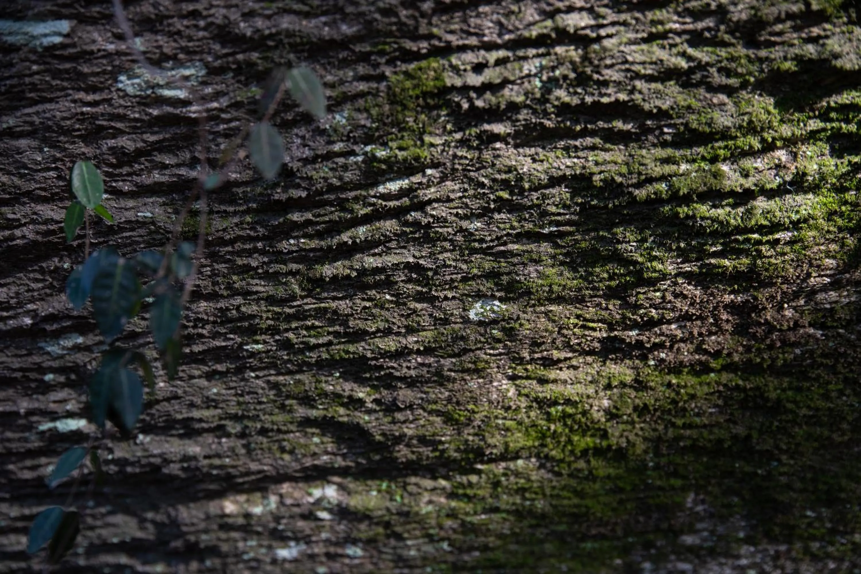Natural landscape in Kyousen
