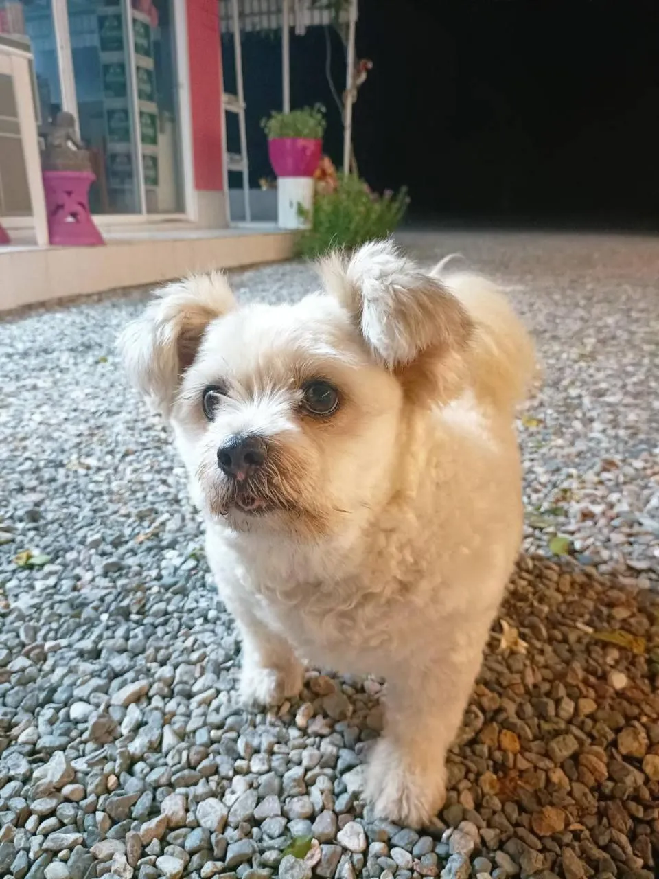 Pets in Saan Rak Resort