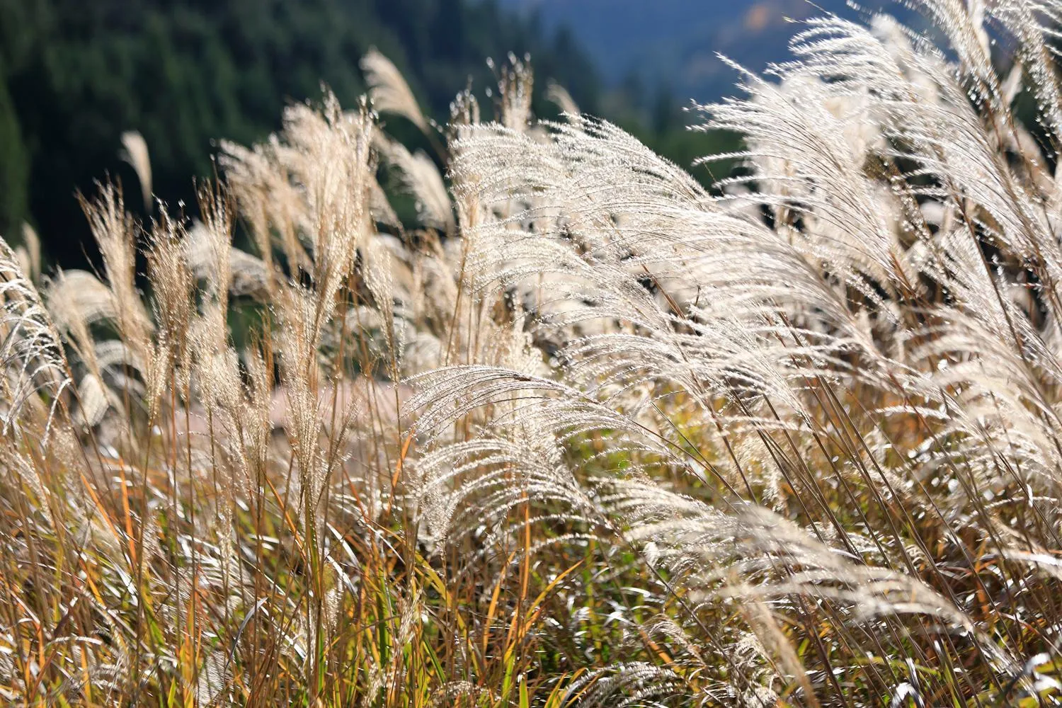 Property building in The Lodge MIWA