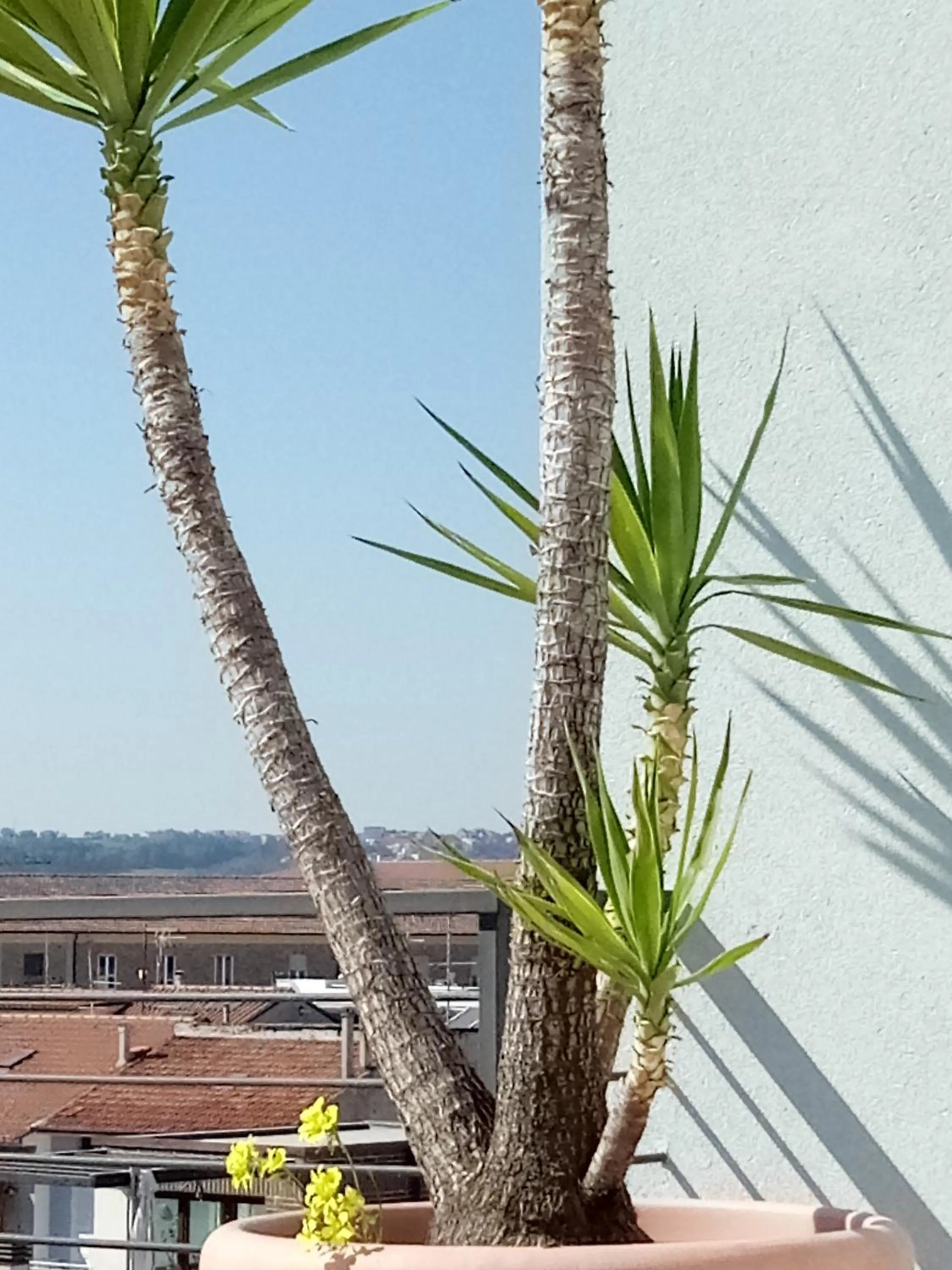 Balcony/Terrace in Hotel Chiaraluna