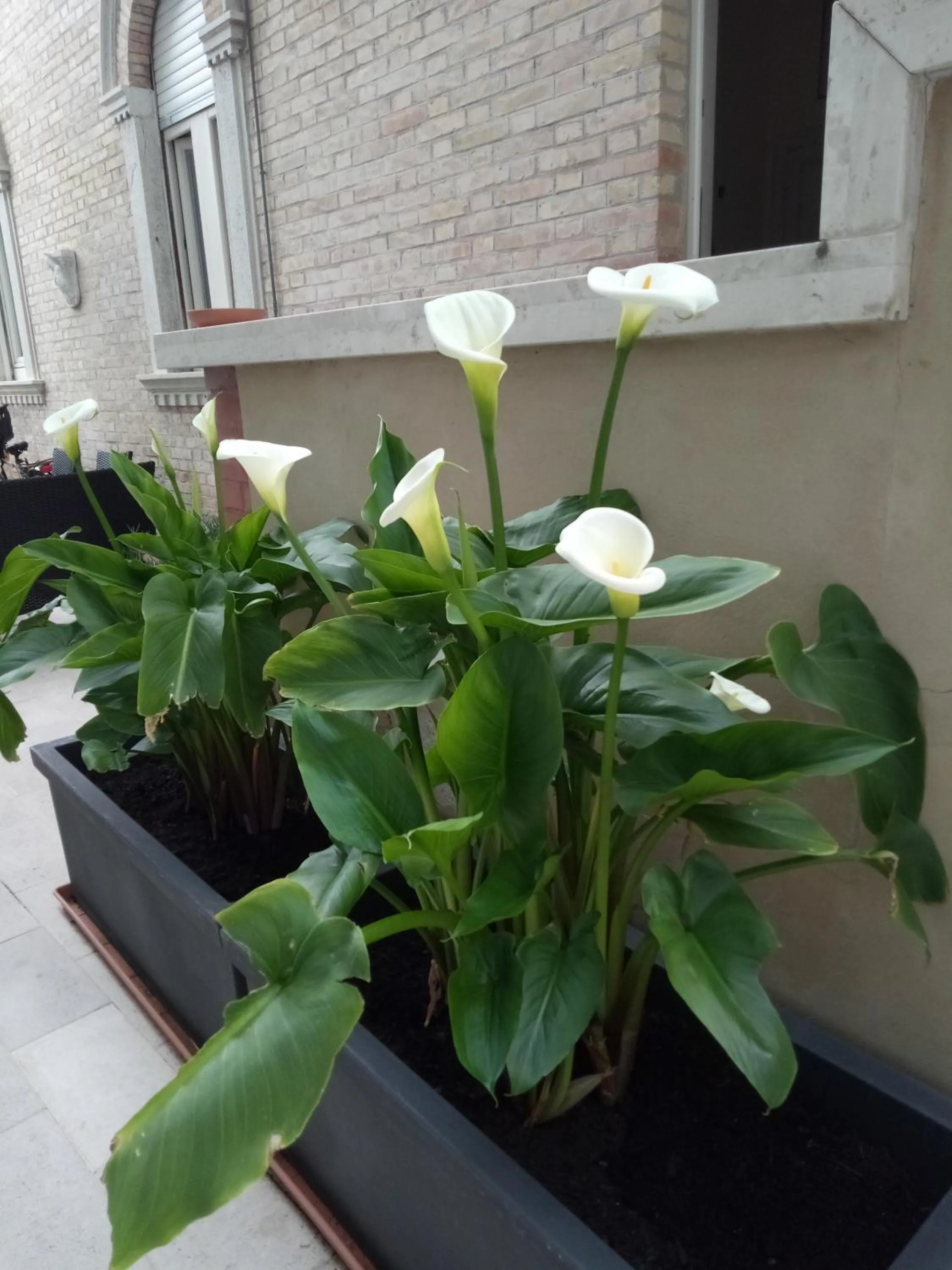 Patio in Hotel Chiaraluna