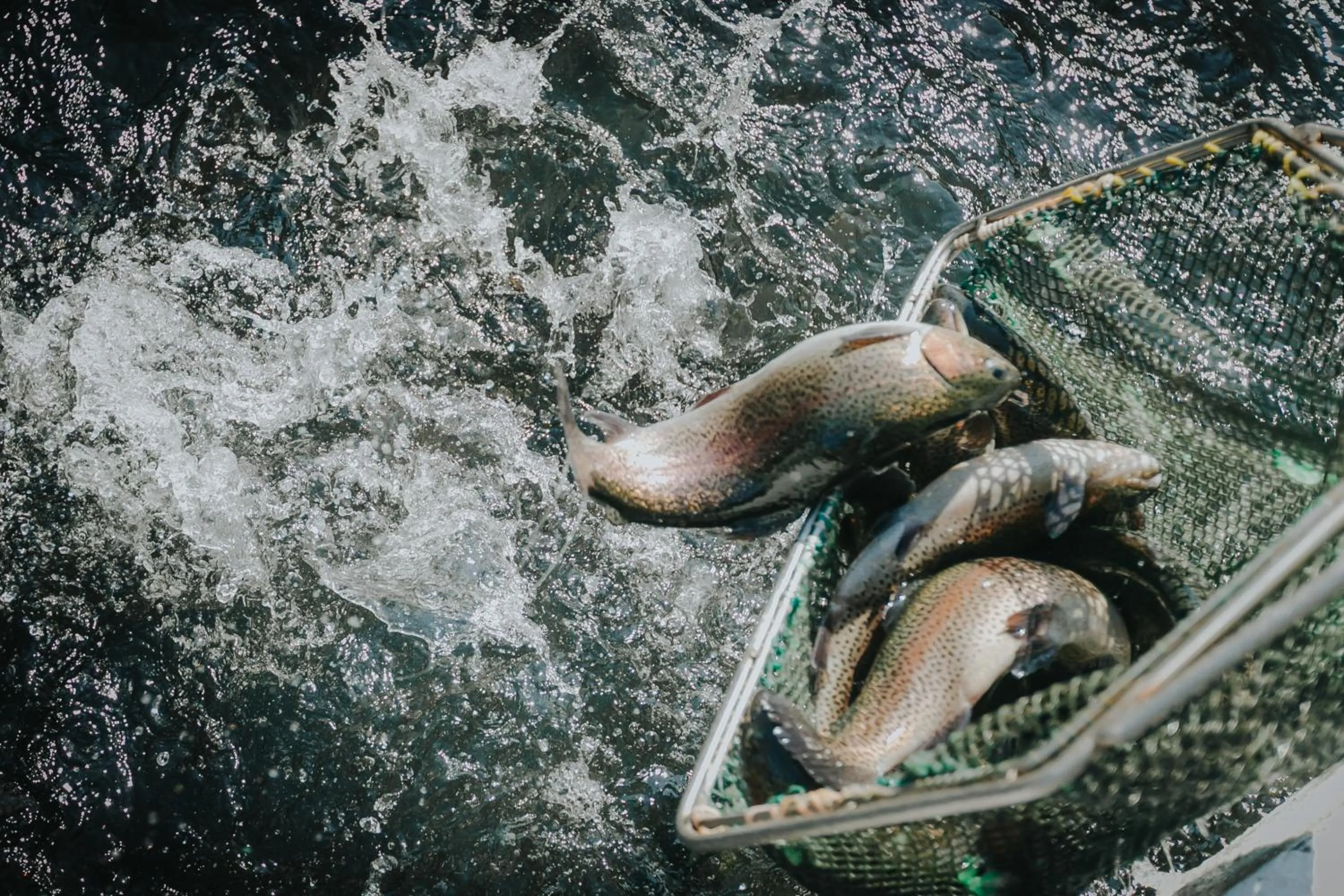 Lostrita - Pastravarie, Hotel & SPA