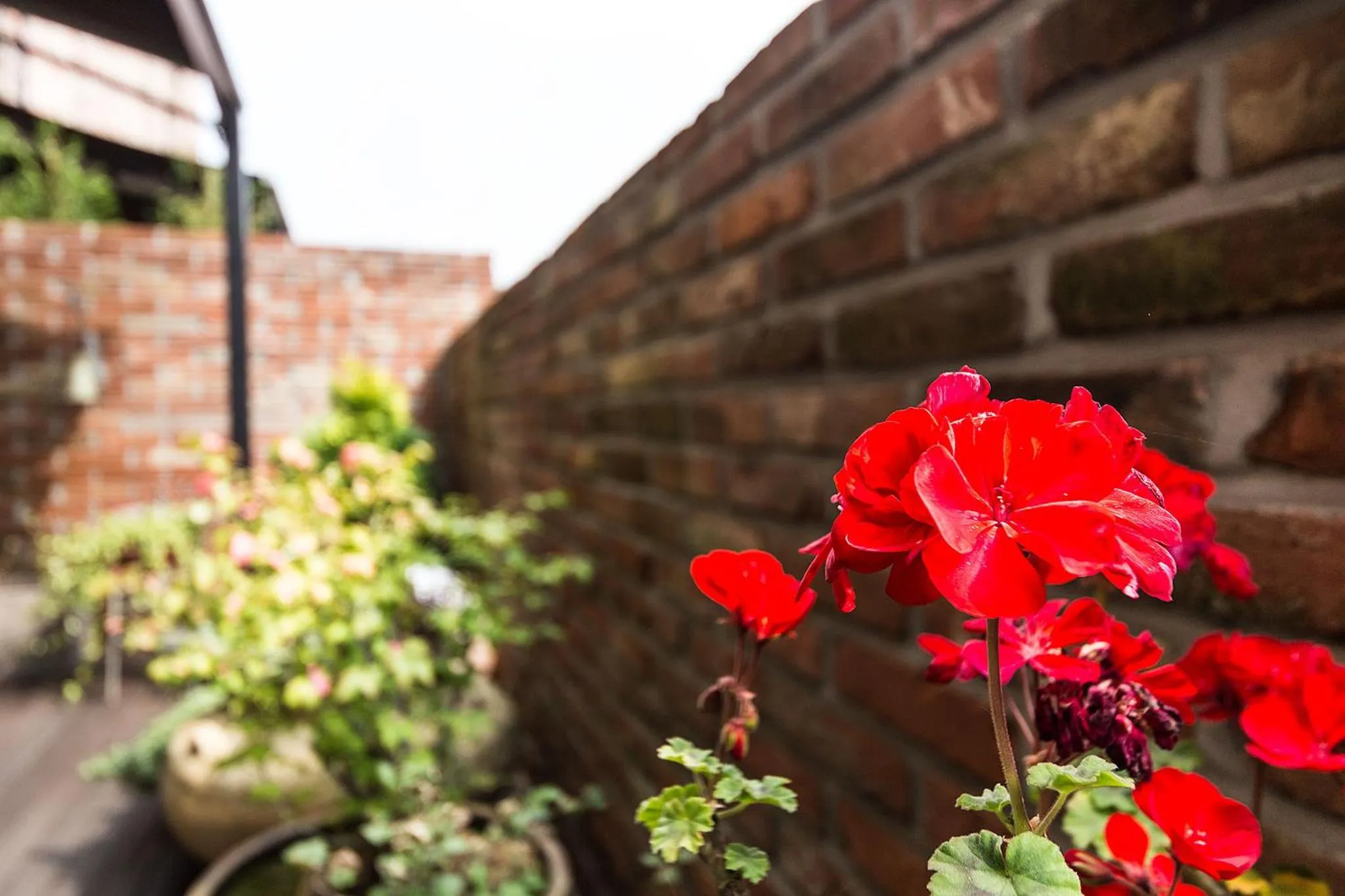 Balcony/Terrace in Roseto Hotel