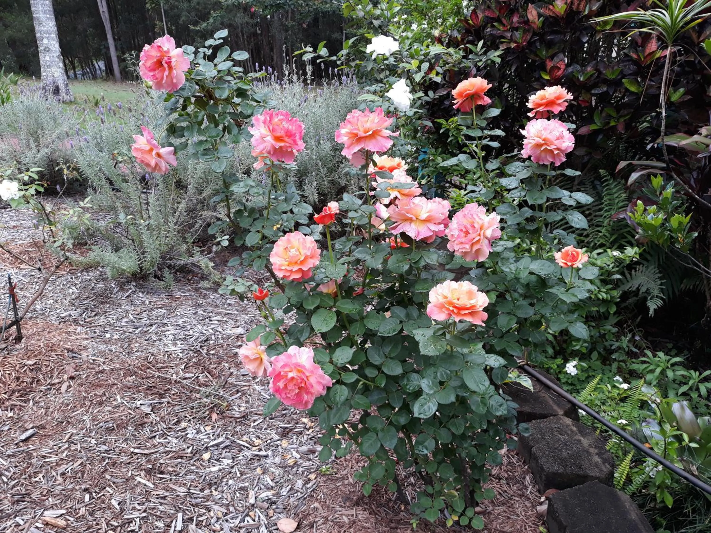 Riviera Bed & Breakfast