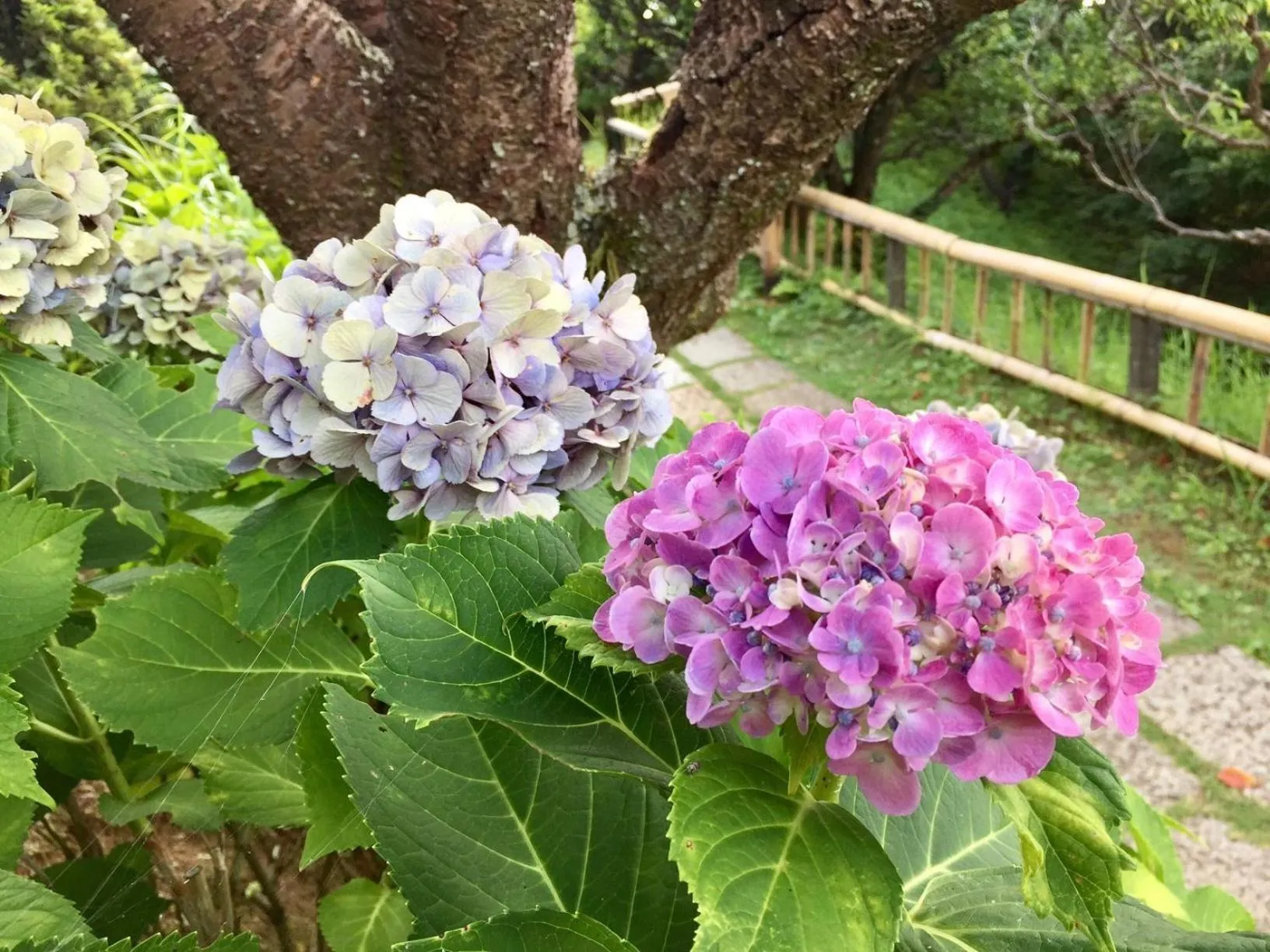 Summer in Ohito Hotel