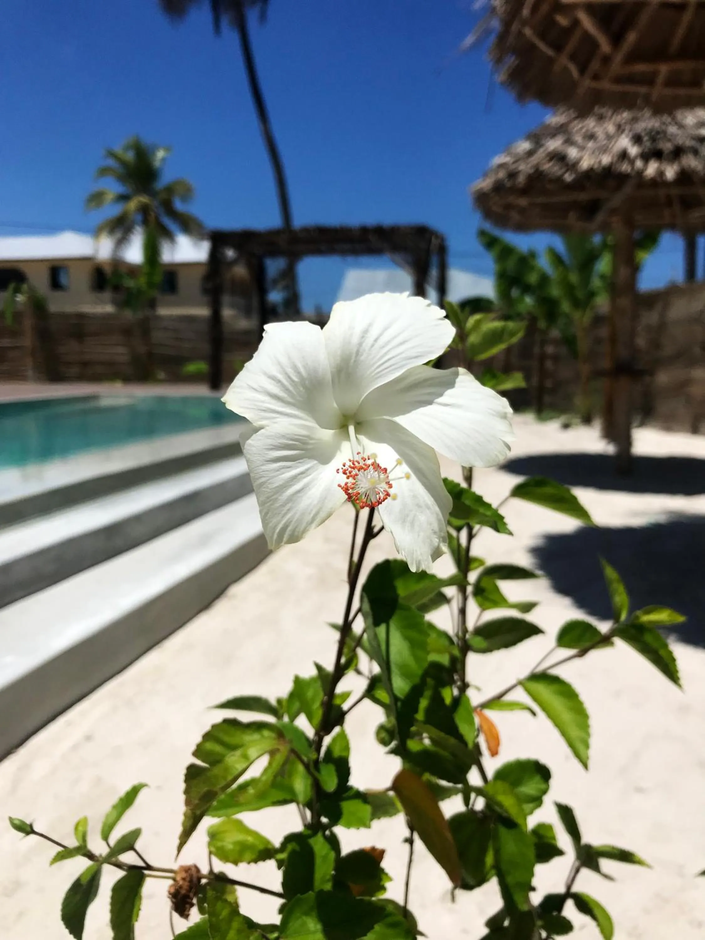 Garden in Villa Huruma