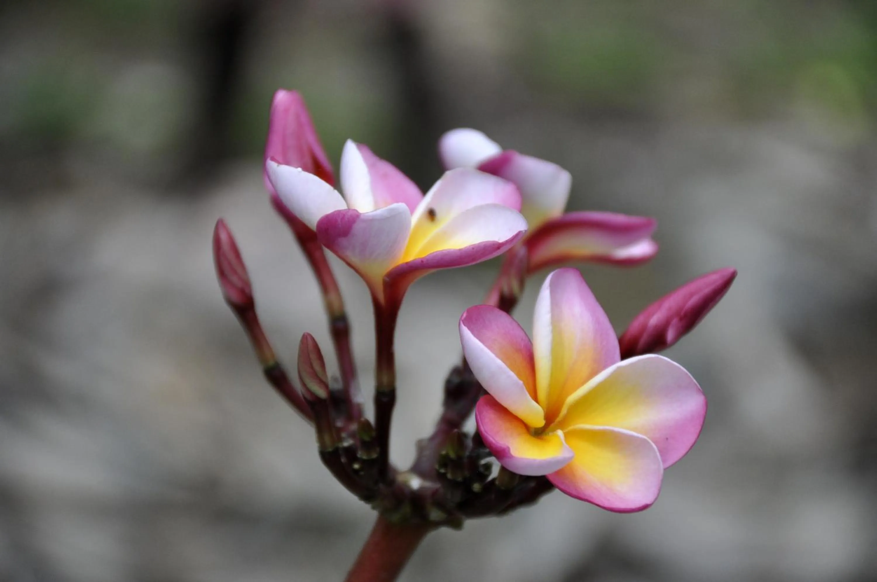 Garden in Villa Huruma