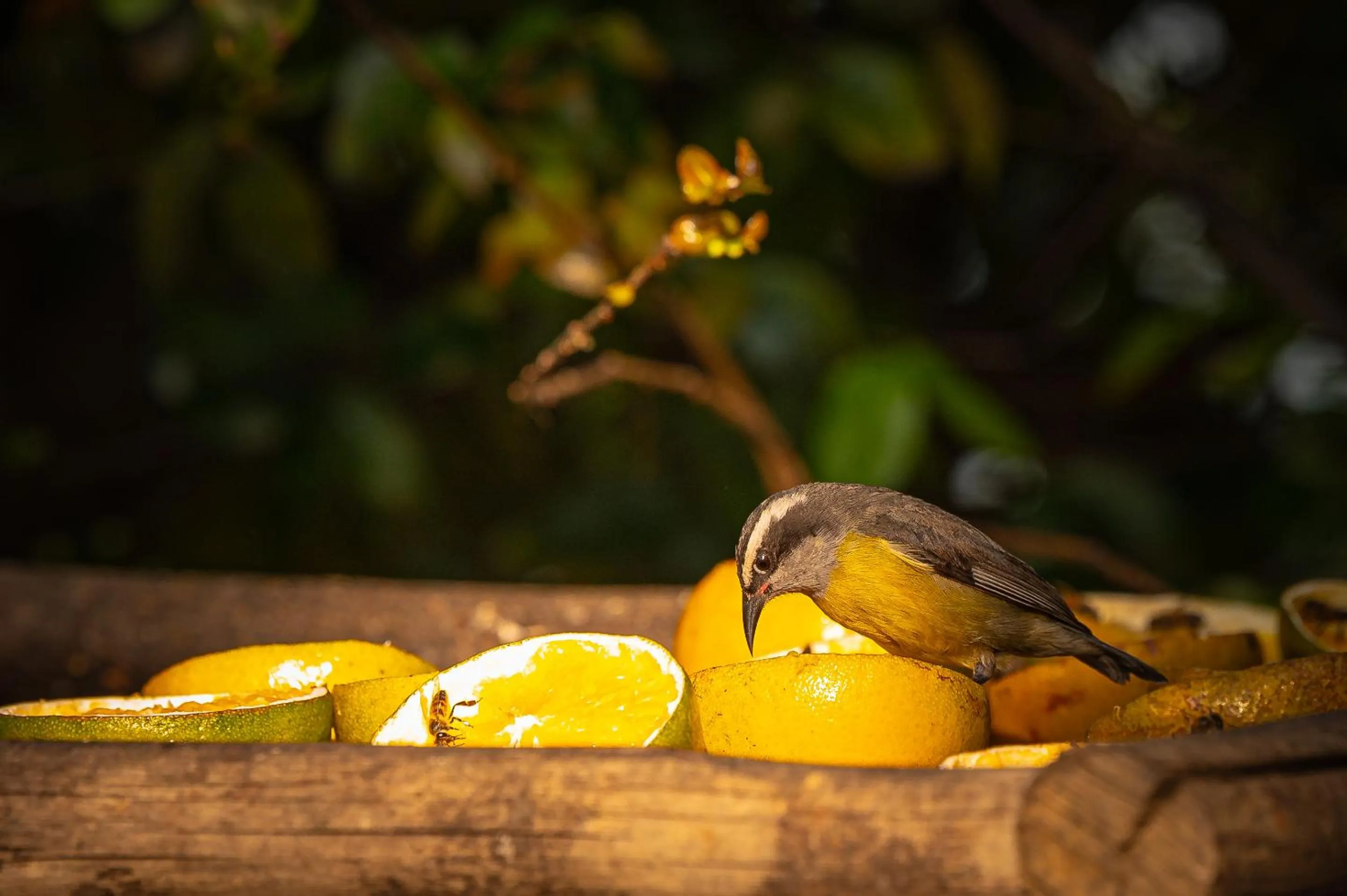 Natural landscape in Porto Pacuíba Hotel