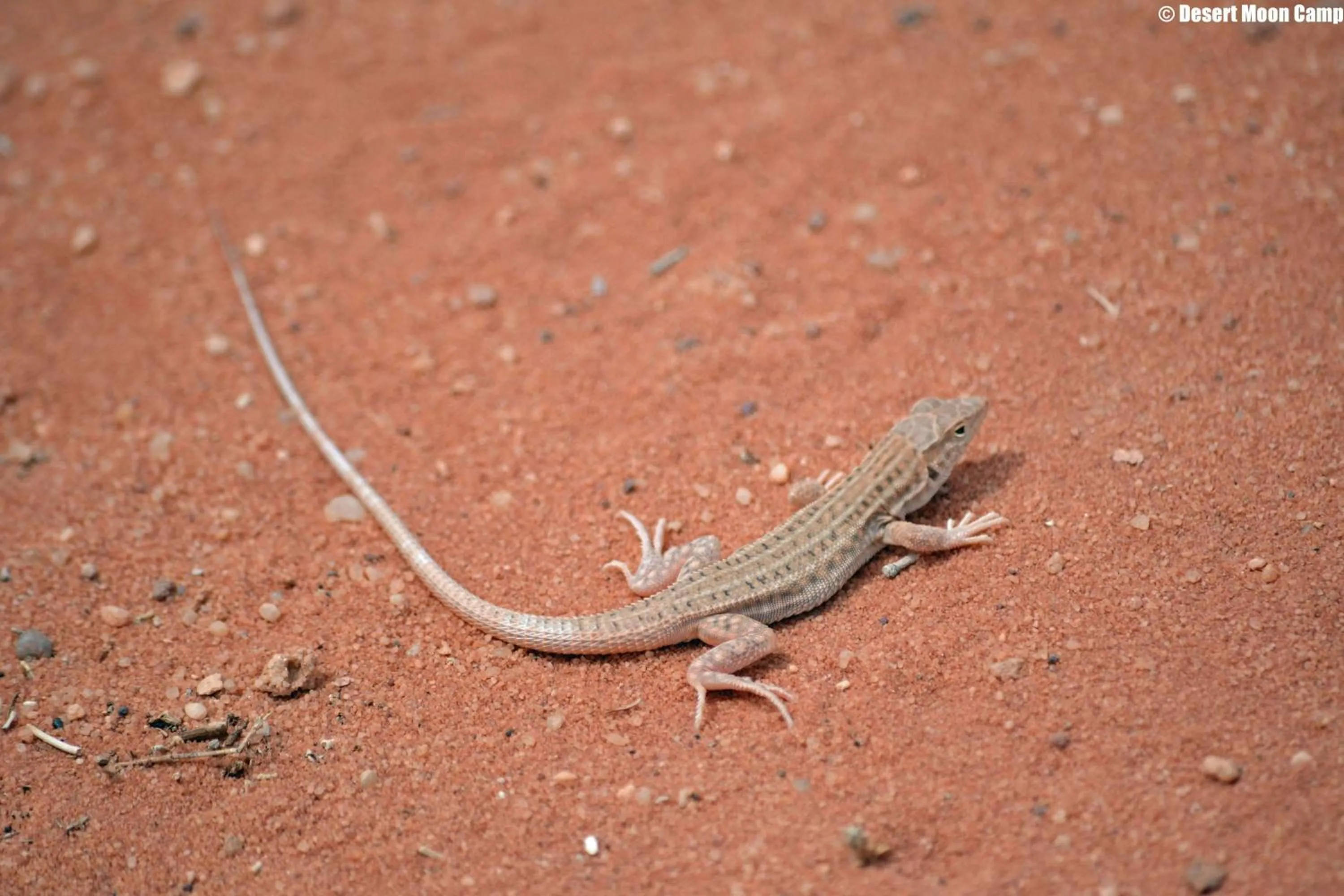 Animals in Desert Moon Camp