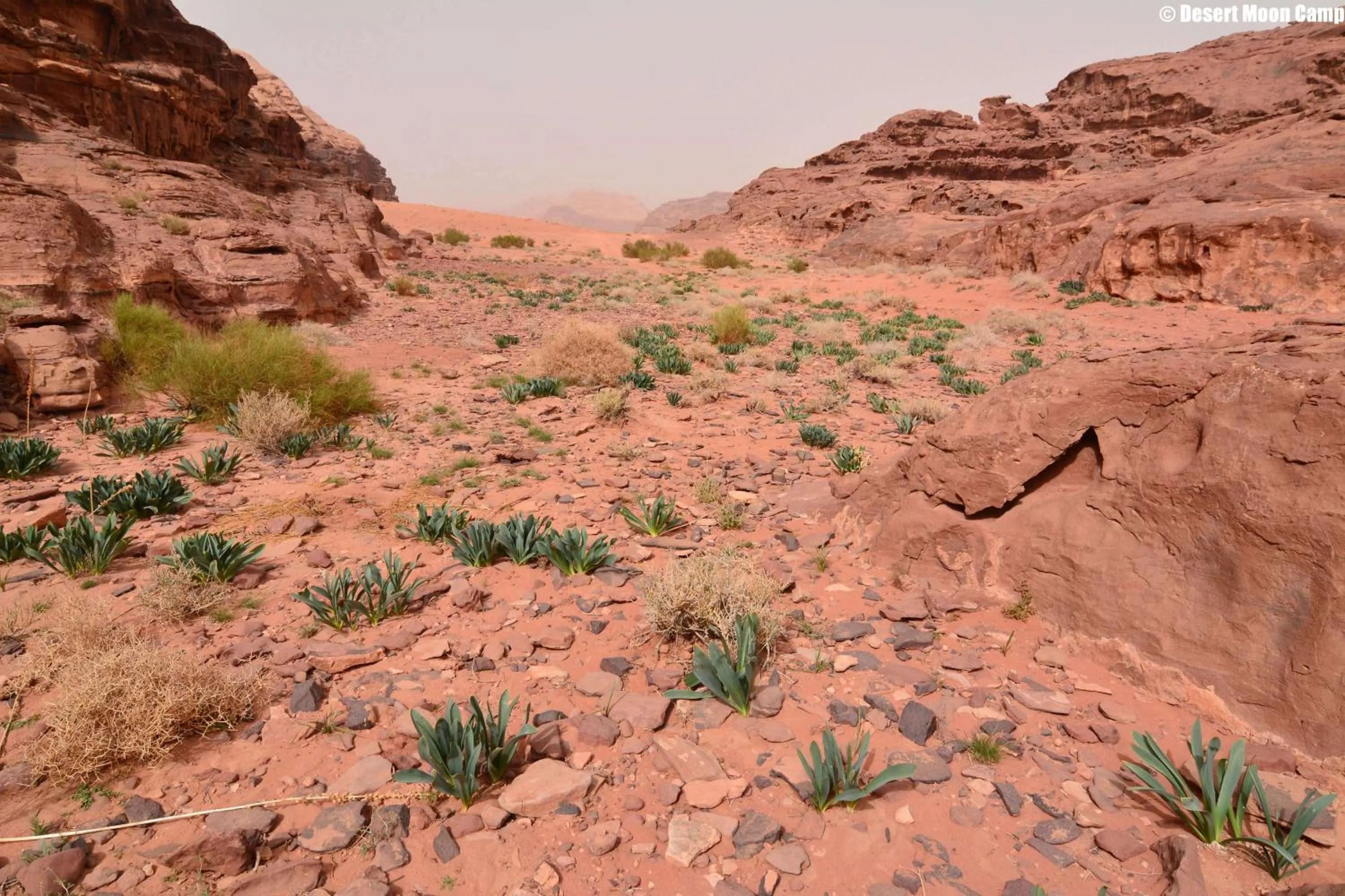 Natural landscape in Desert Moon Camp