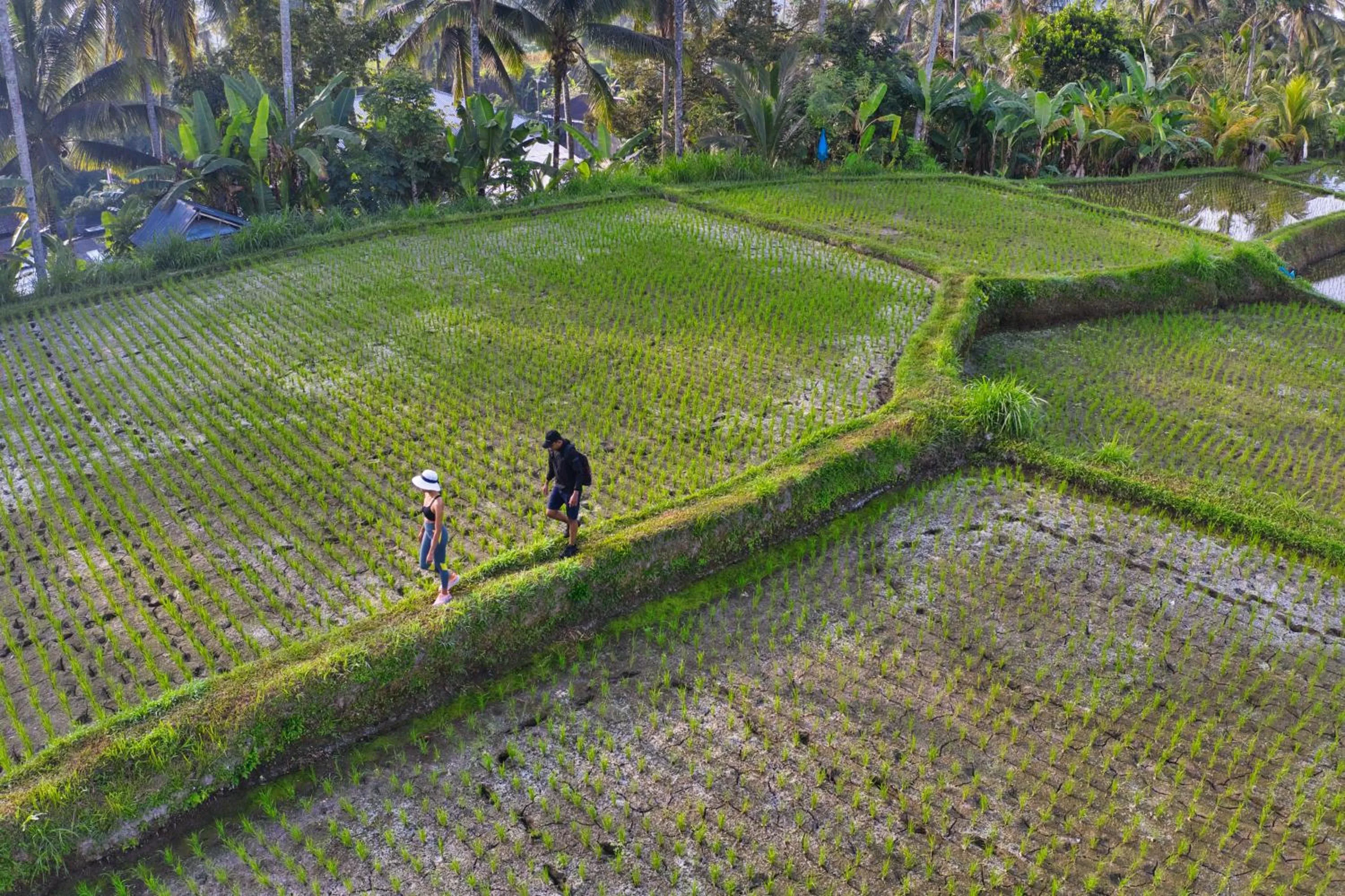 Day in Nandini Jungle by Hanging Gardens