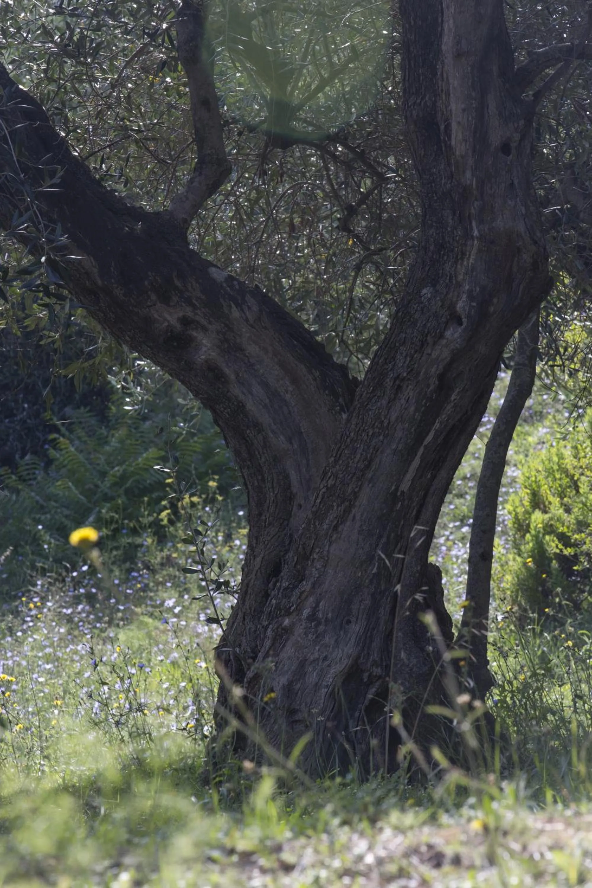 Garden in Hotel Santo Stefano