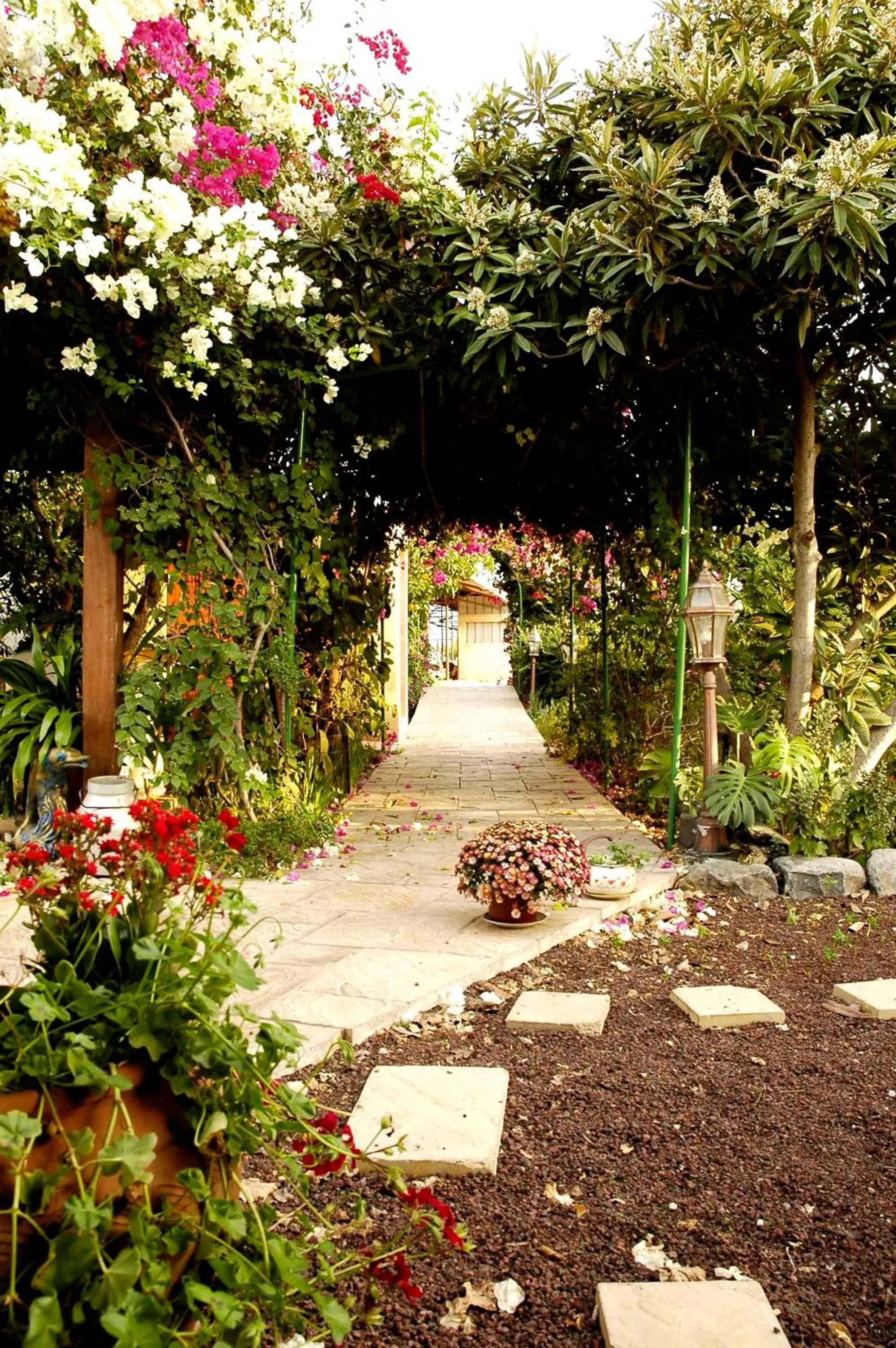 Garden in Arbel Guest House Shavit Family