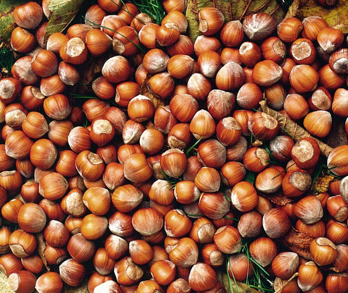 On-site shops in Marcarini Agriturismo