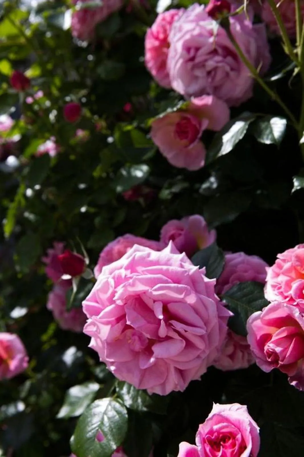 Other in Les Jardins De La Livrée