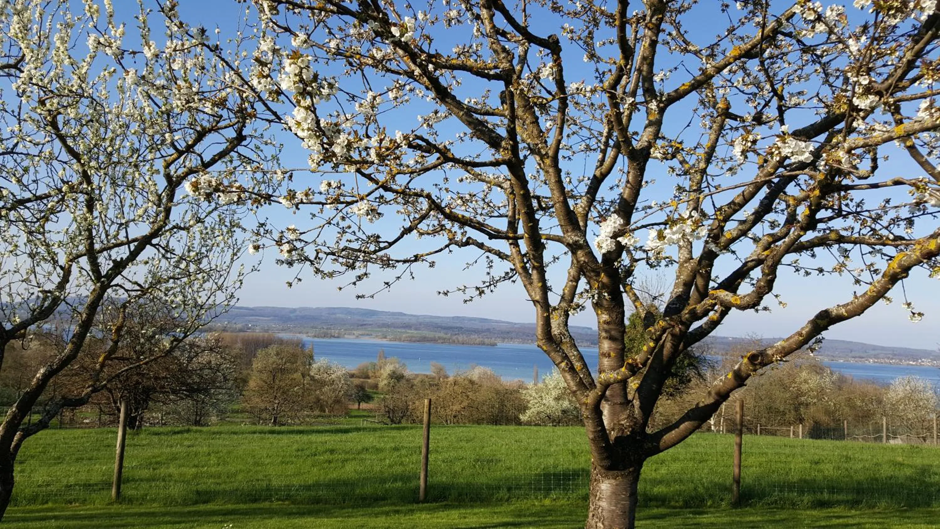 Garden in Historisches Gasthaus Hotel Hirschen Horn