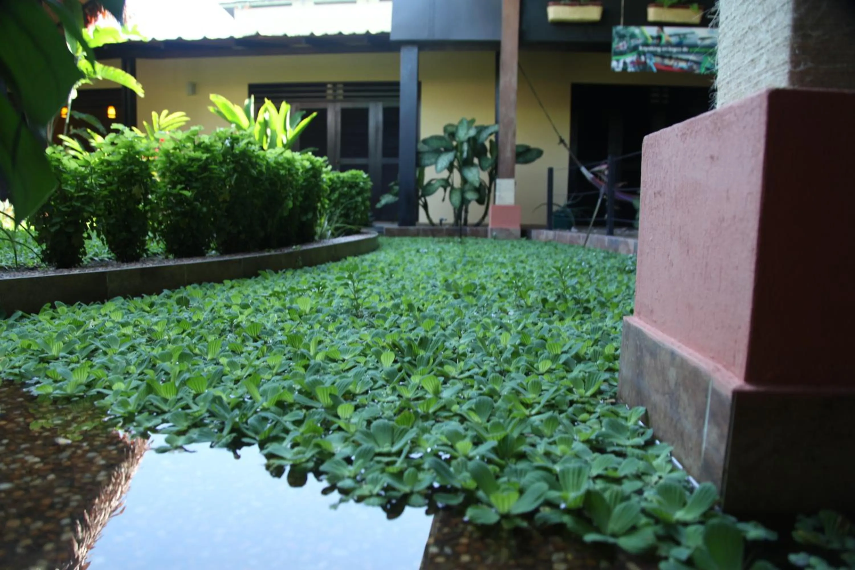 Garden in Hotel Amazon Bed And Breakfast