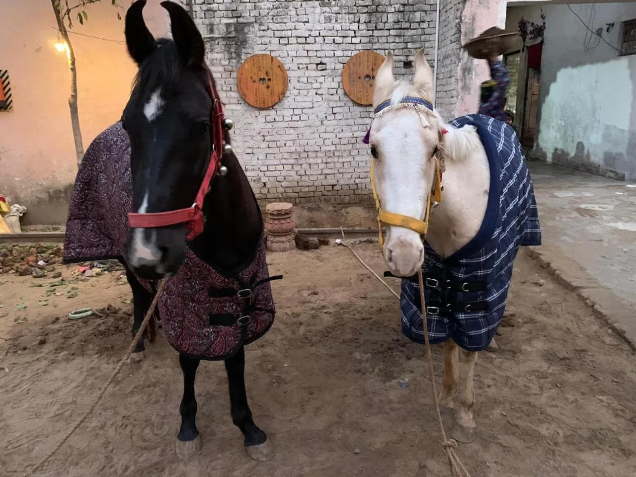 Horse-riding in Nature Resort
