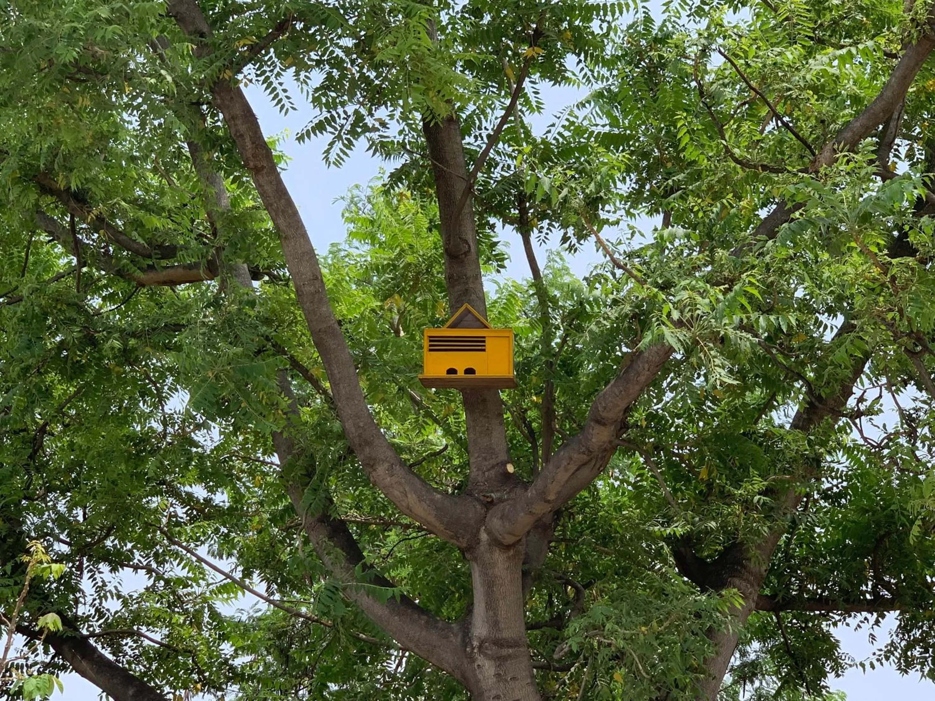 Animals in Nature Resort