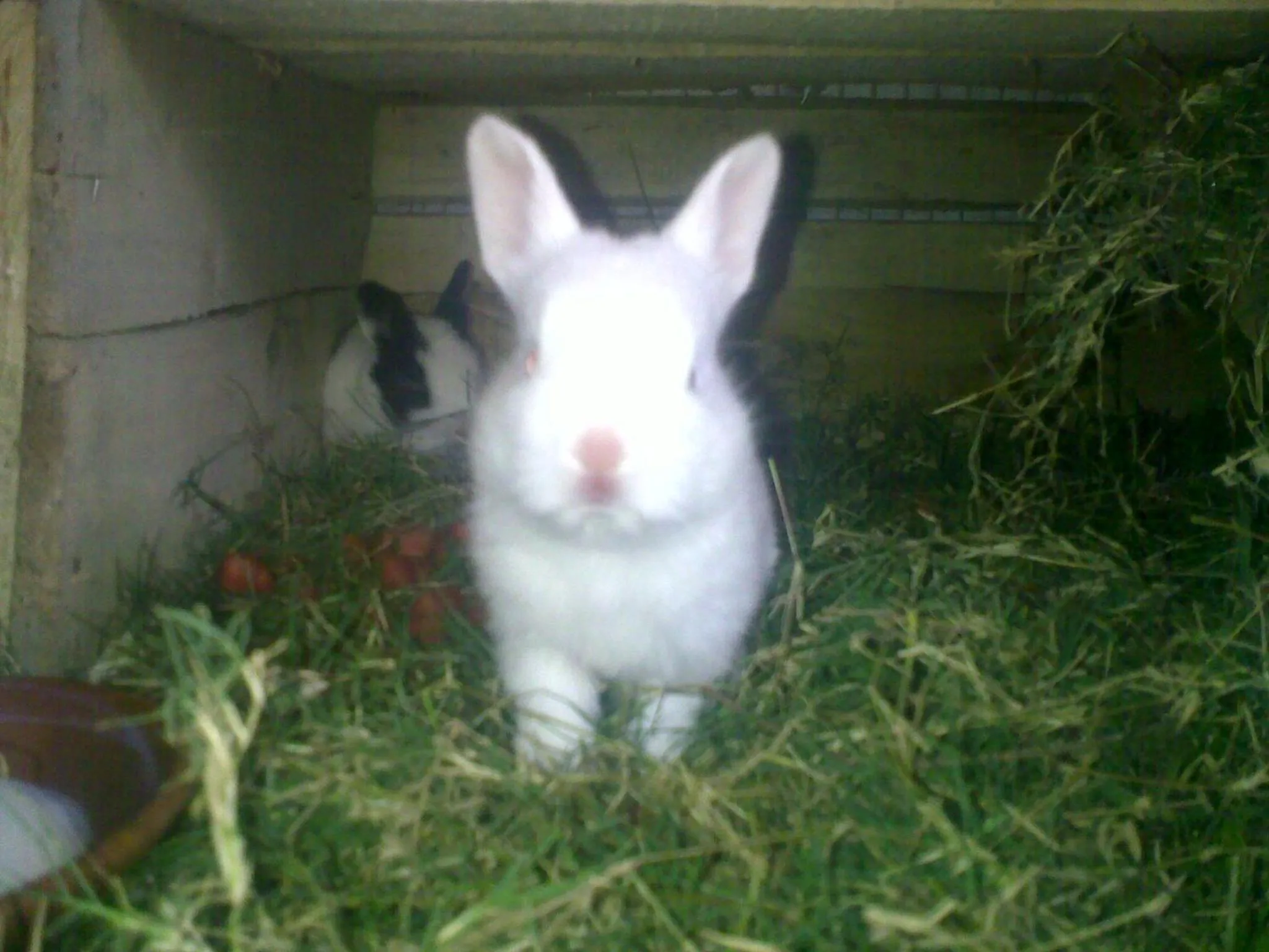 Pets in Nature Resort