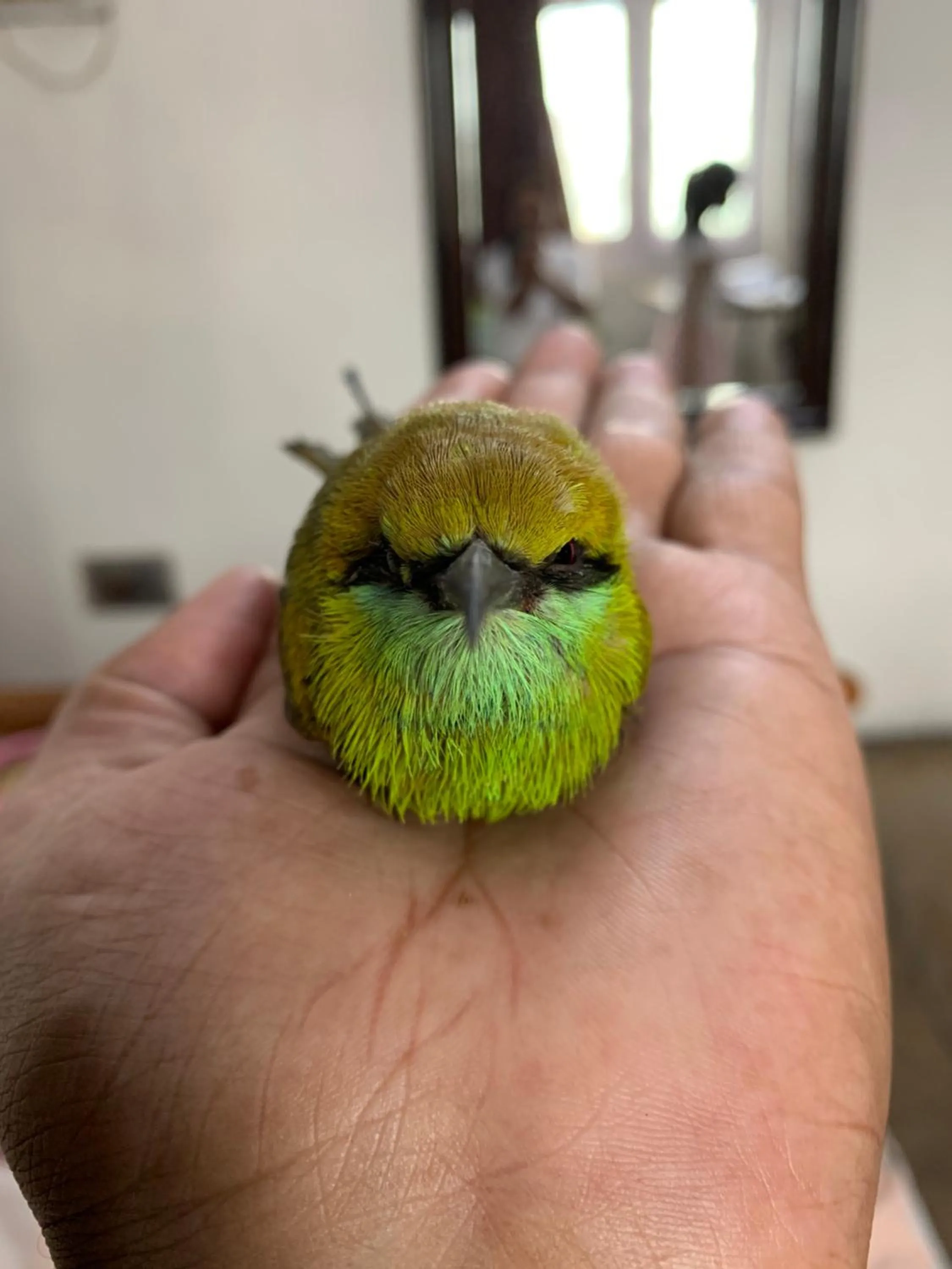 Animals in Nature Resort