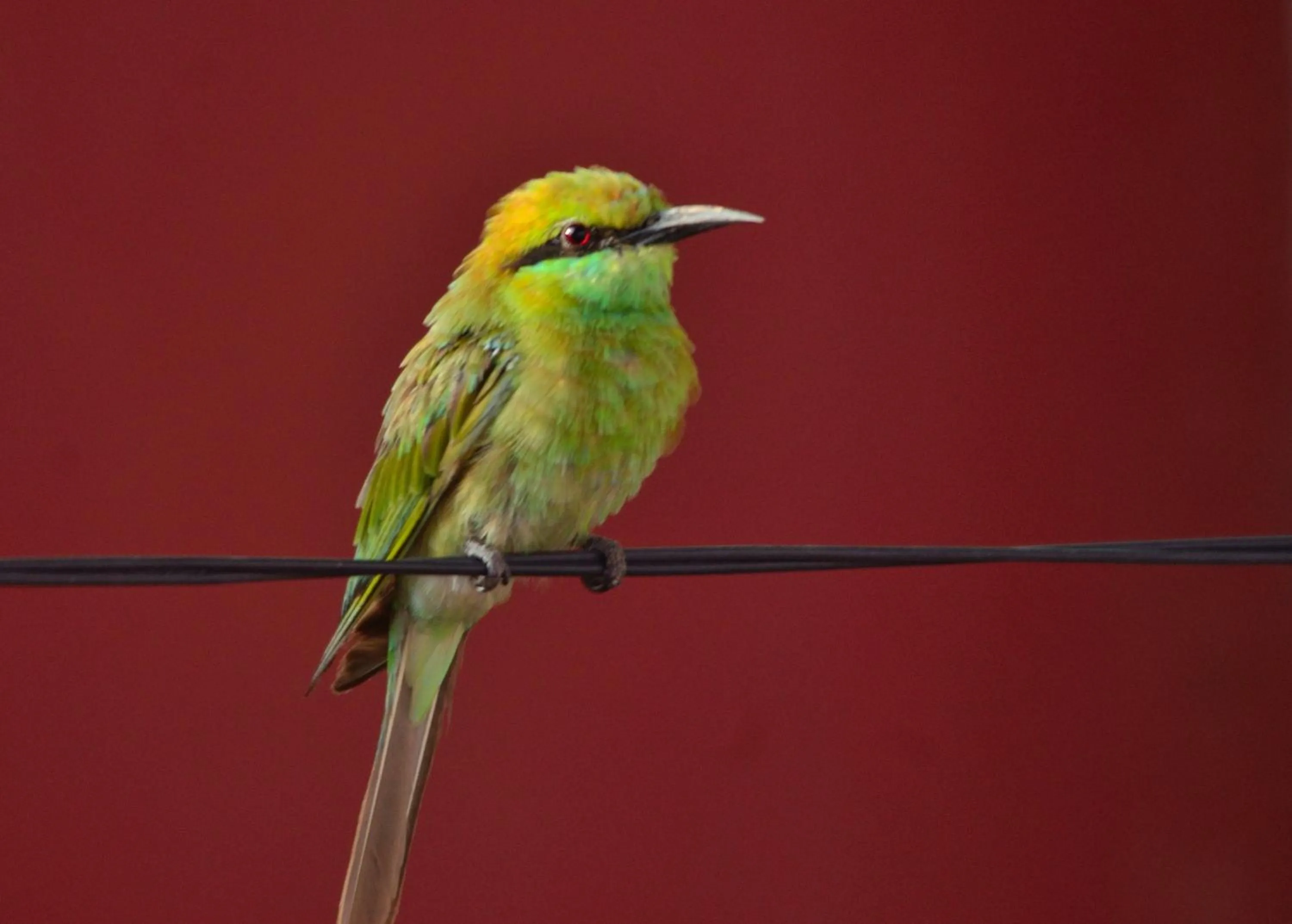 Animals in Nature Resort