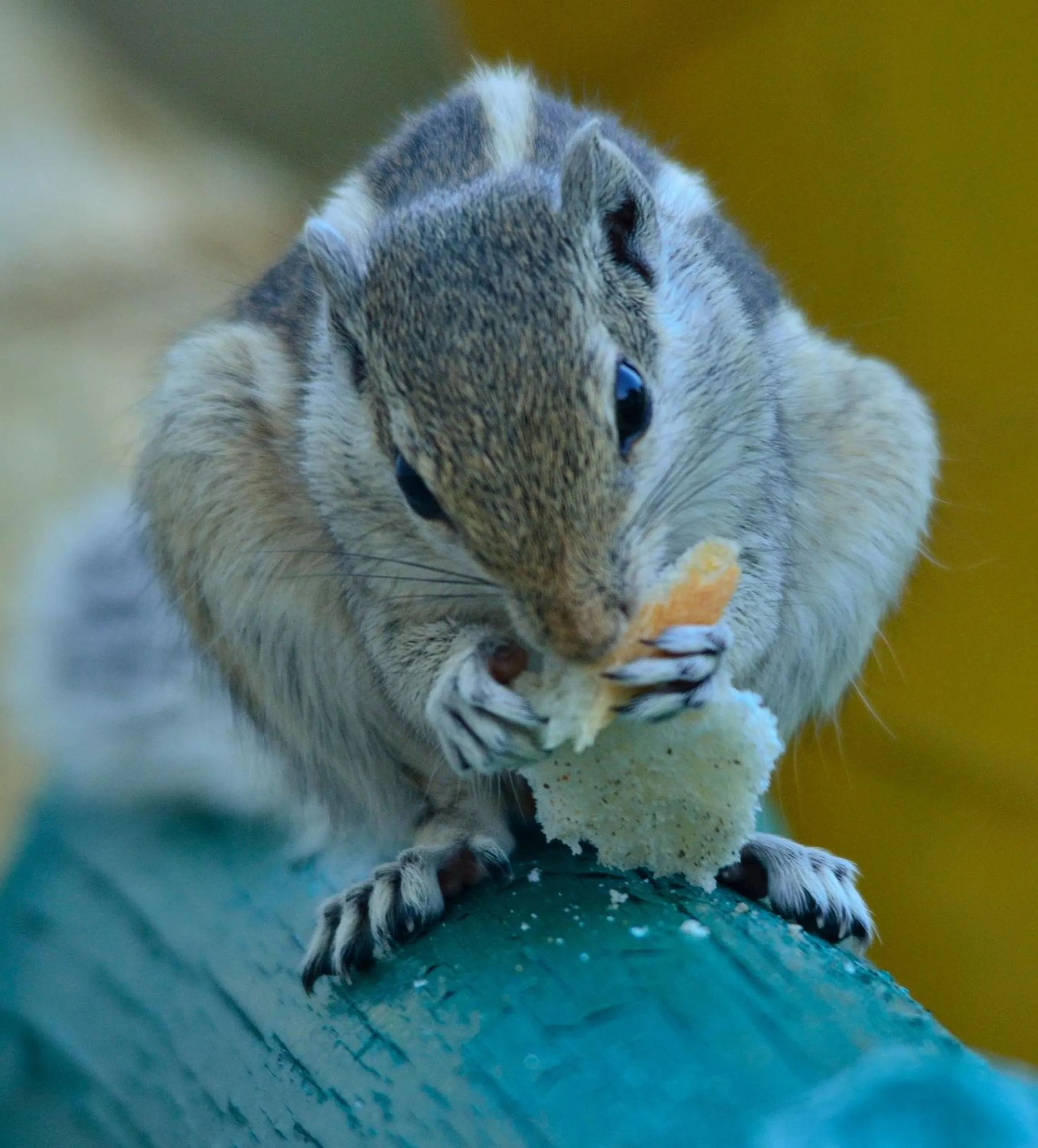 Animals in Nature Resort