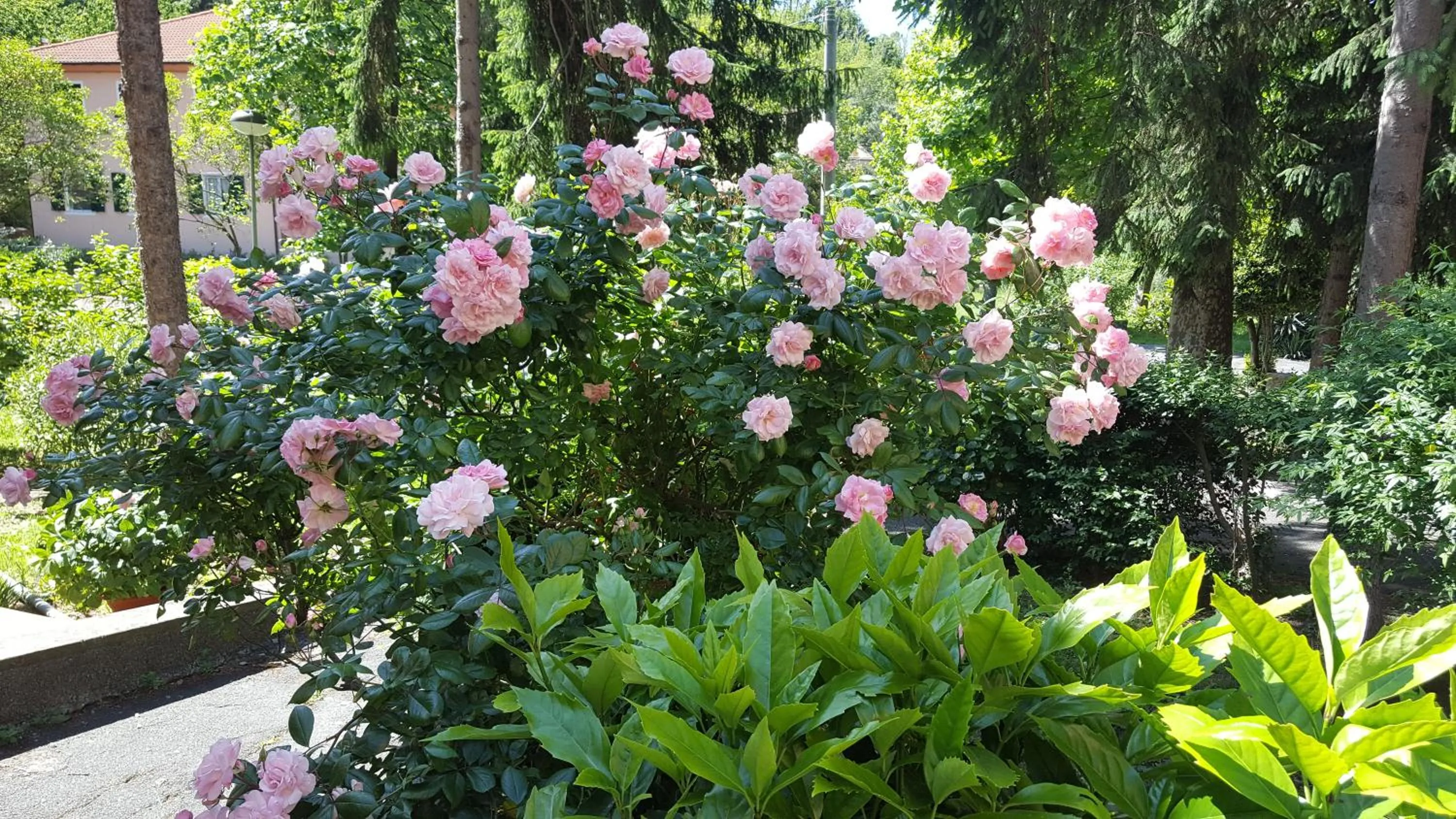 Spring in Hotel La Pineta