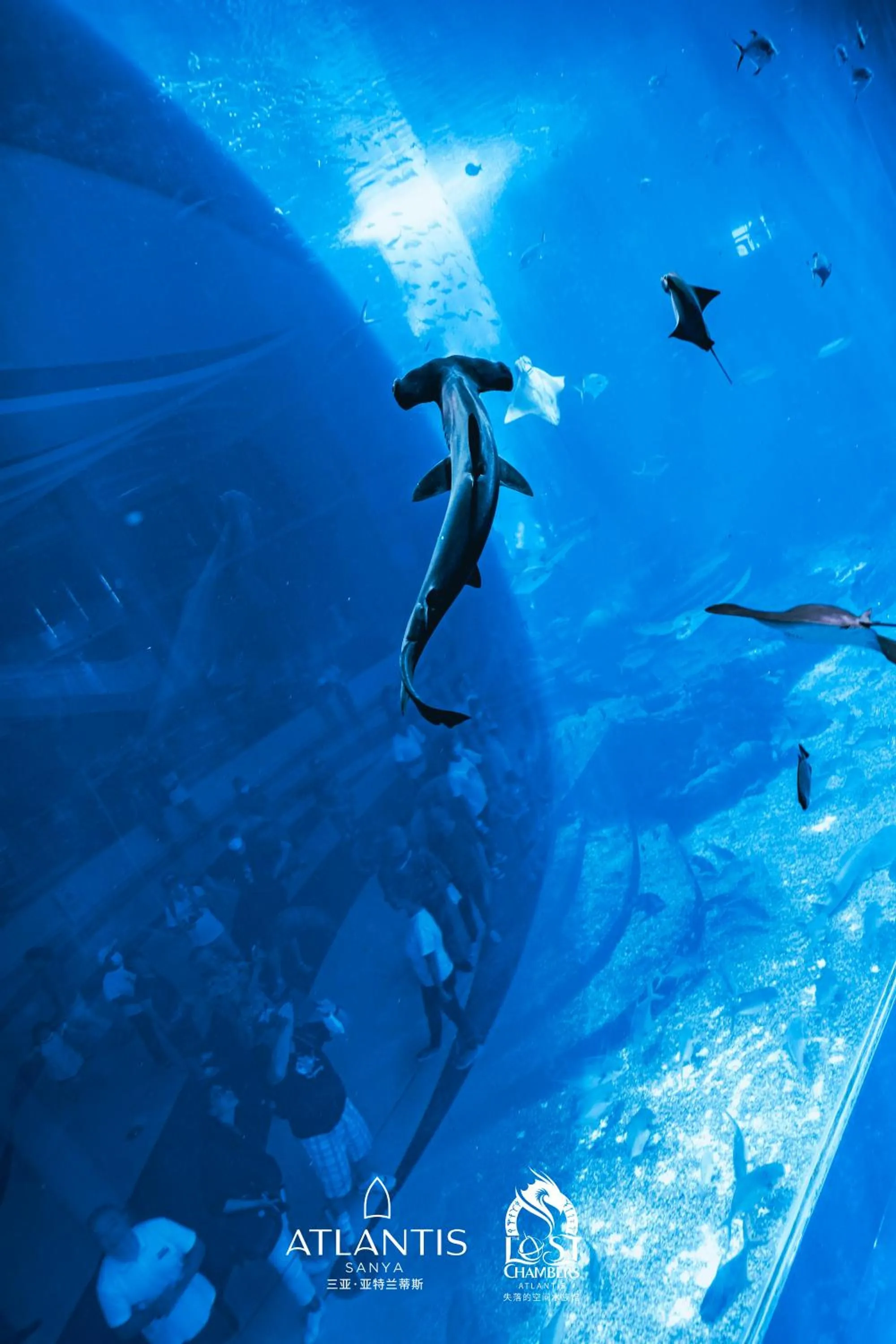 Diving in Atlantis Sanya