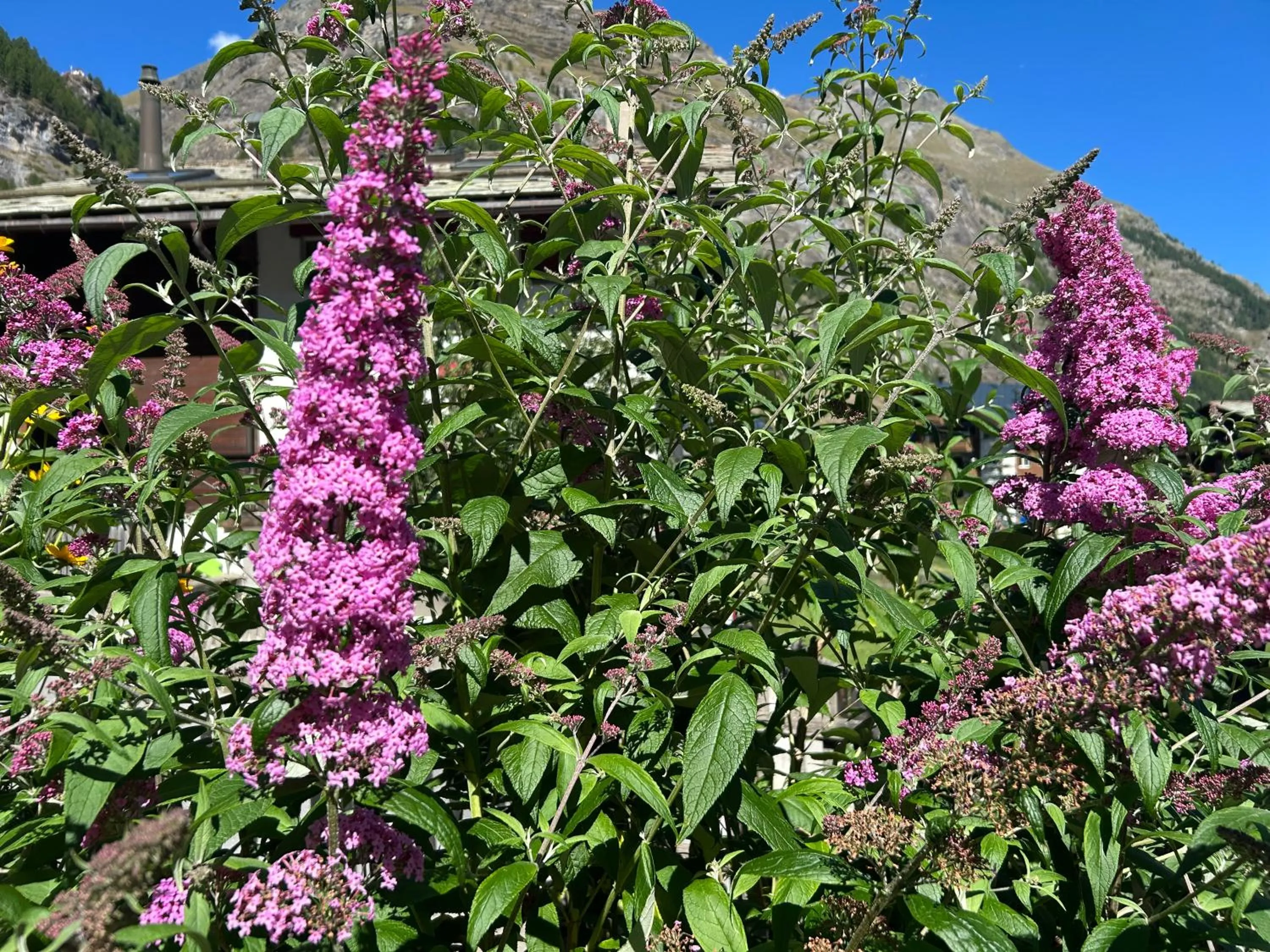 Property building in Hotel Adonis