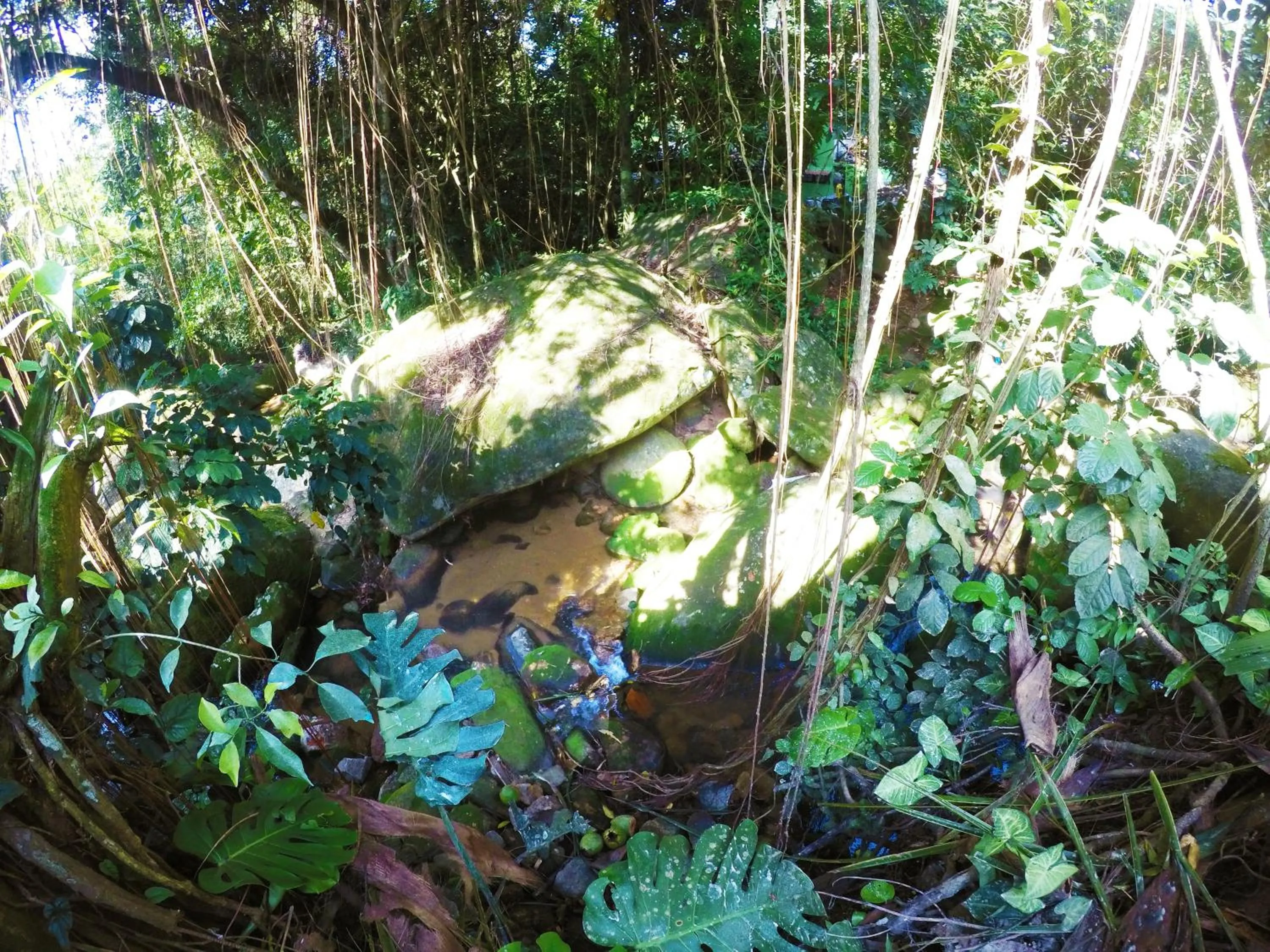 Pousada Guapuruvu